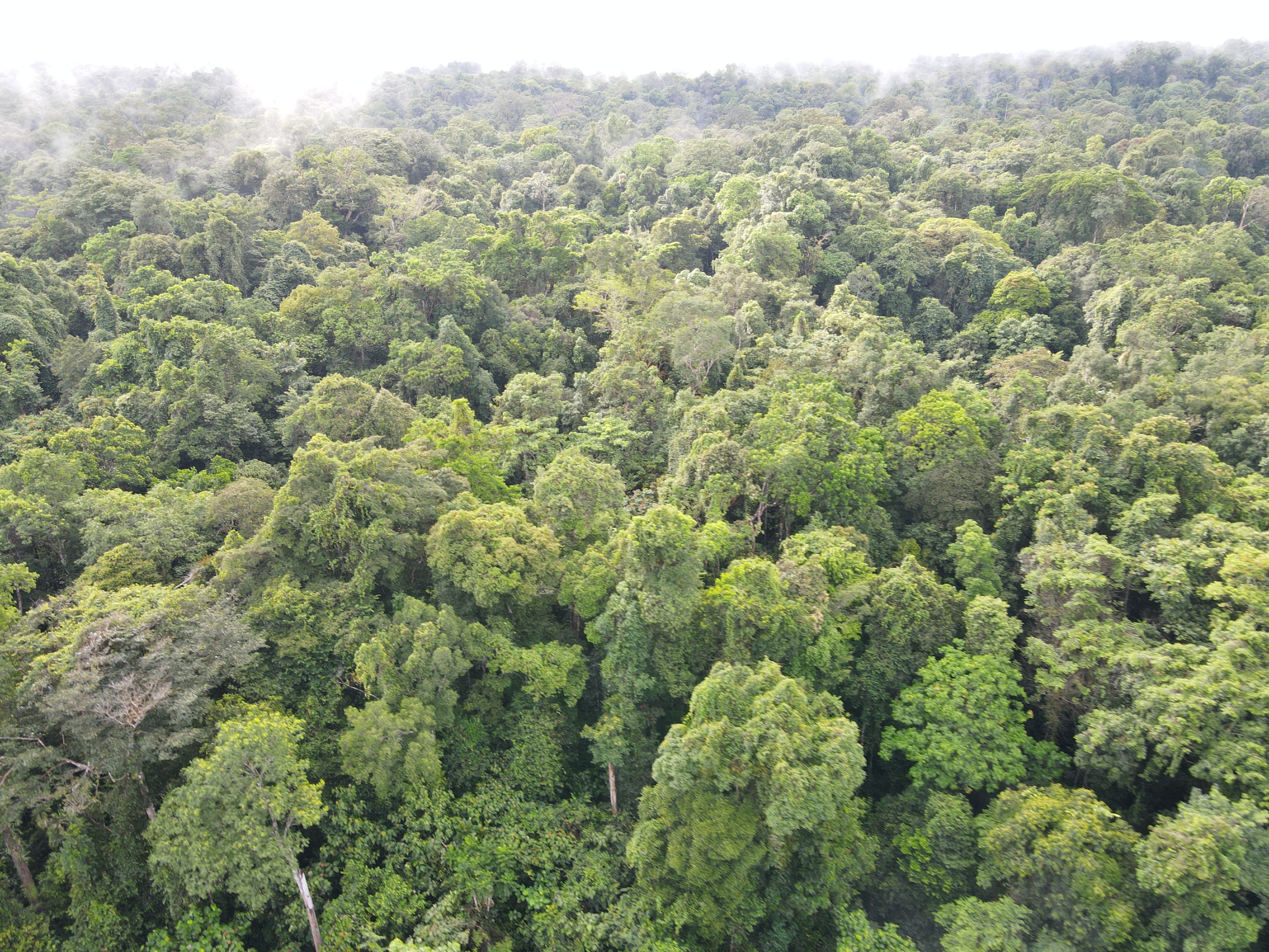 An aerial view of the Ogoney forest. It looks pristine.