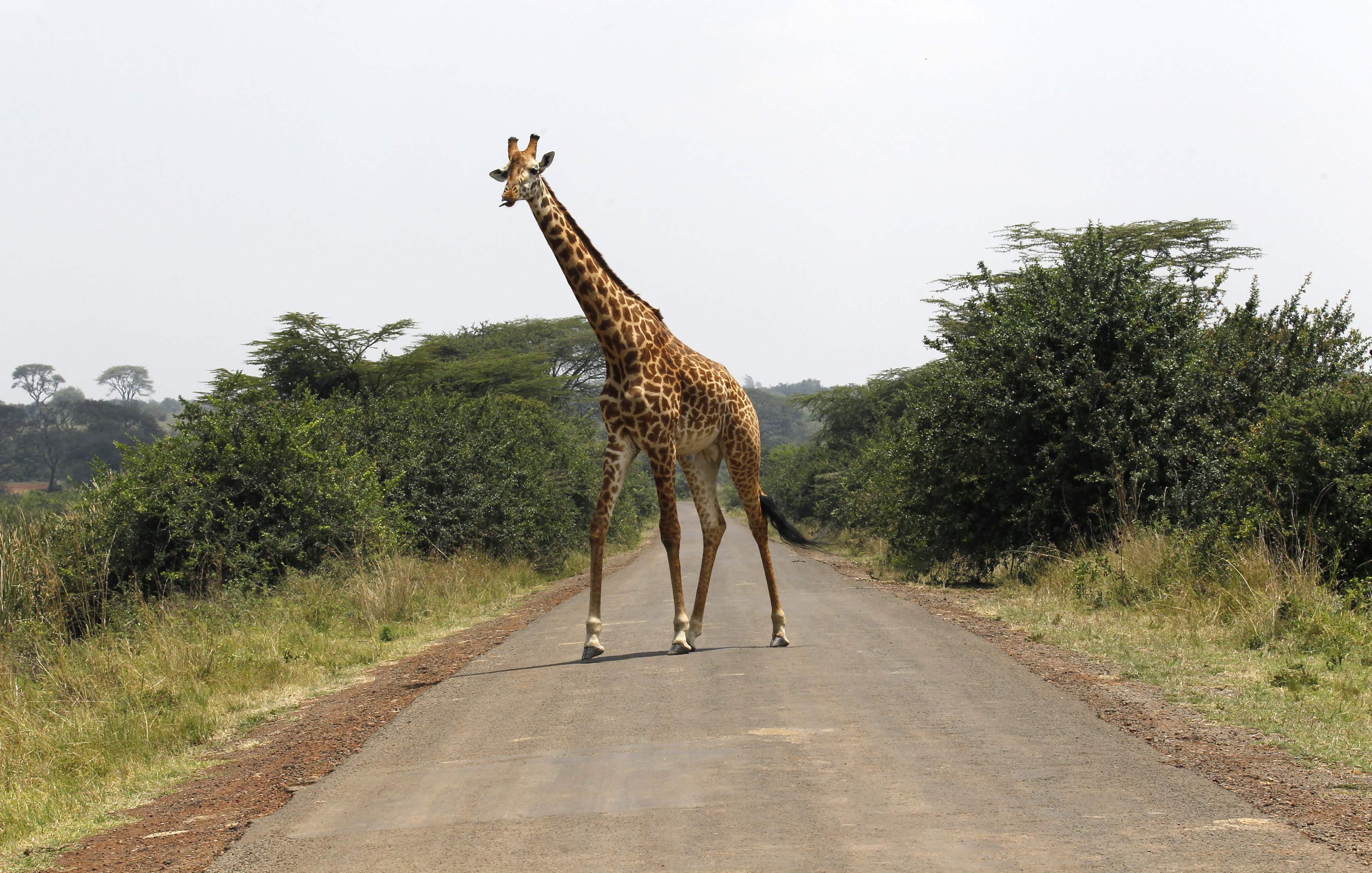 A giraffe walks across a paved road at the Nairobi National Park in Kenya's capital Nairobi, September 19, 2014