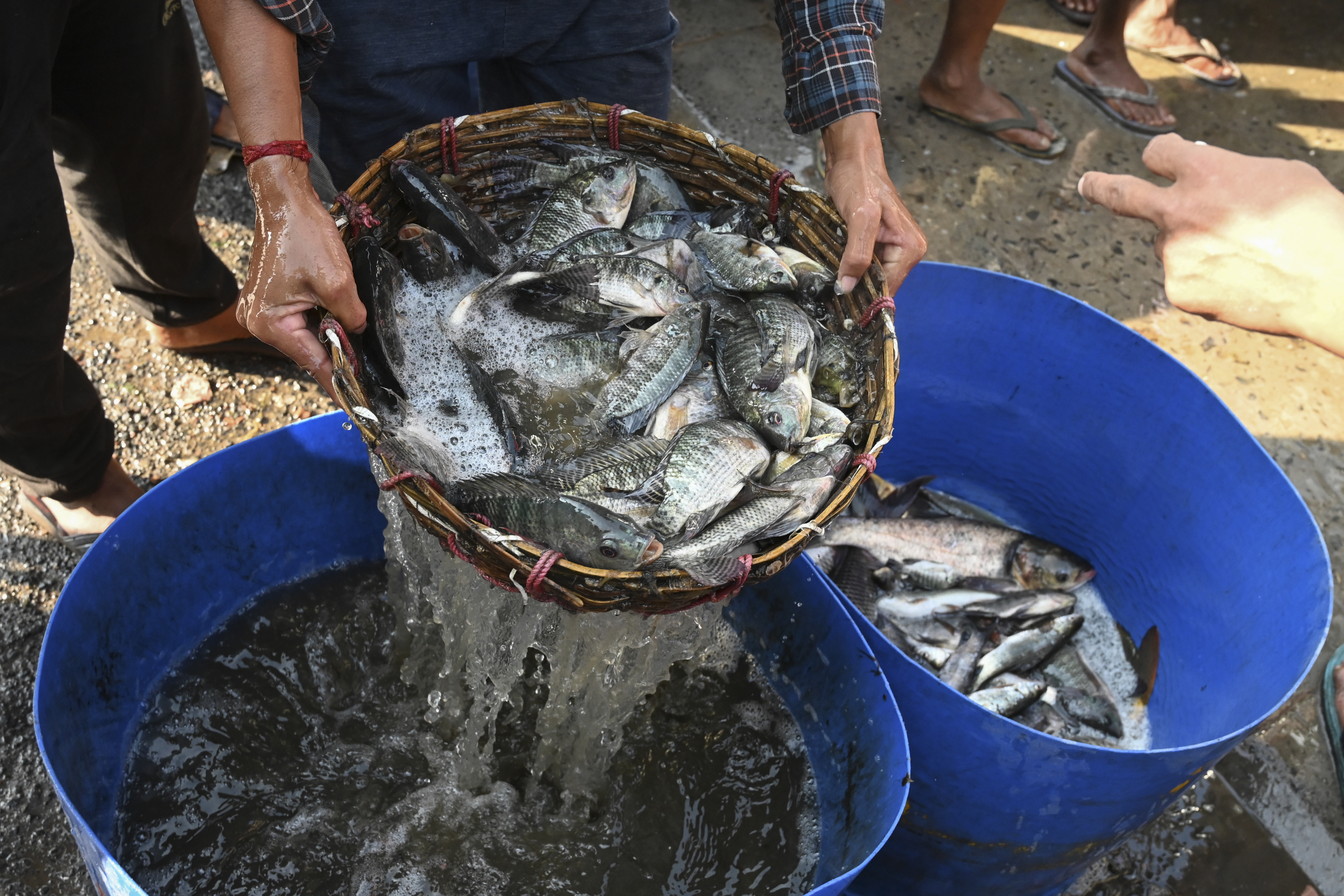 Wetlands just outside India's Kolkata have for generations provided tonnes of food daily and thousands of jobs as they filter sewage through fish ponds -- but rapid urbanisation is threatening the ecosystem.