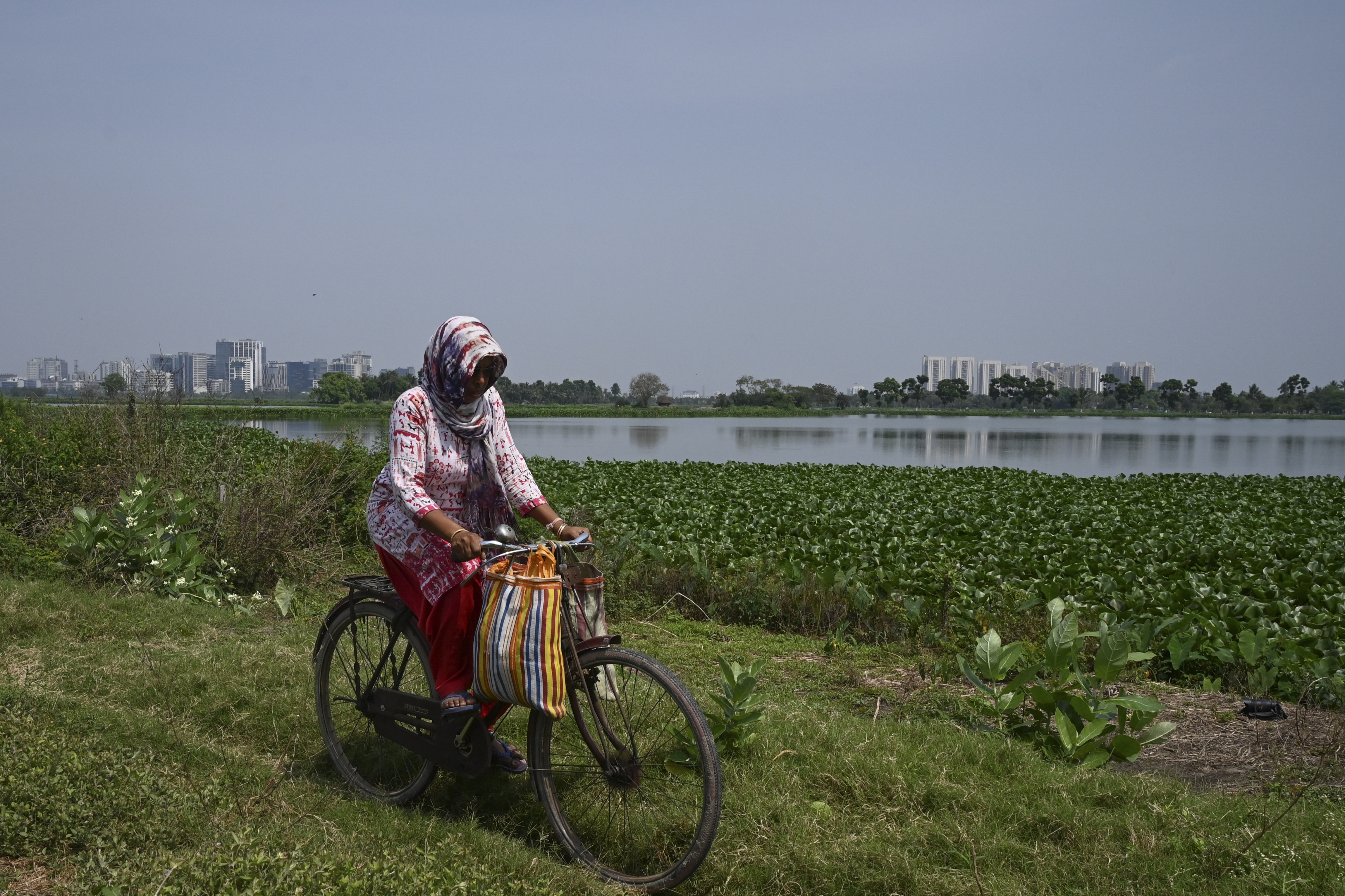 Wetlands just outside India's Kolkata have for generations provided tonnes of food daily and thousands of jobs as they filter sewage through fish ponds -- but rapid urbanisation is threatening the ecosystem.