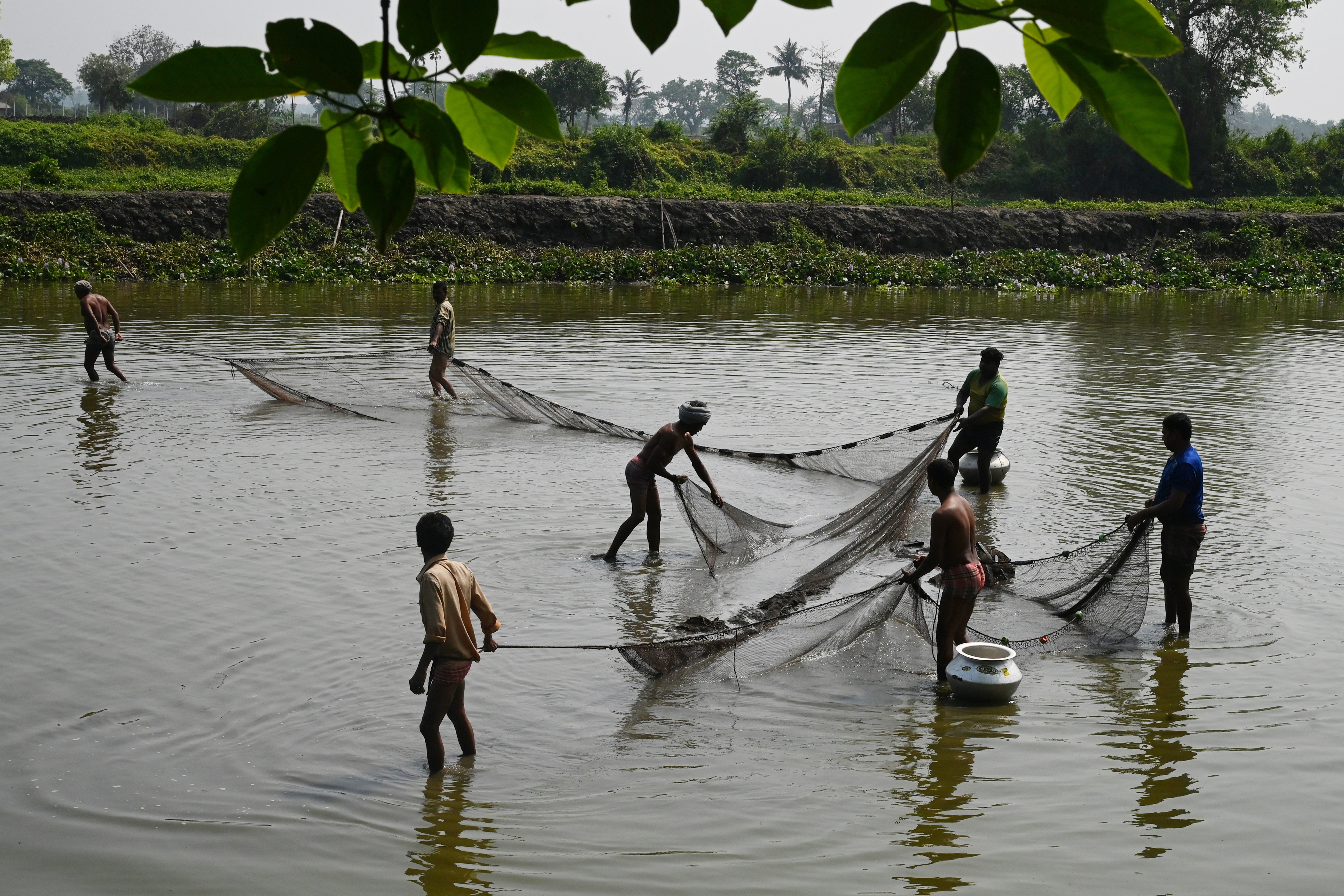 Wetlands just outside India's Kolkata have for generations provided tonnes of food daily and thousands of jobs as they filter sewage through fish ponds -- but rapid urbanisation is threatening the ecosystem.