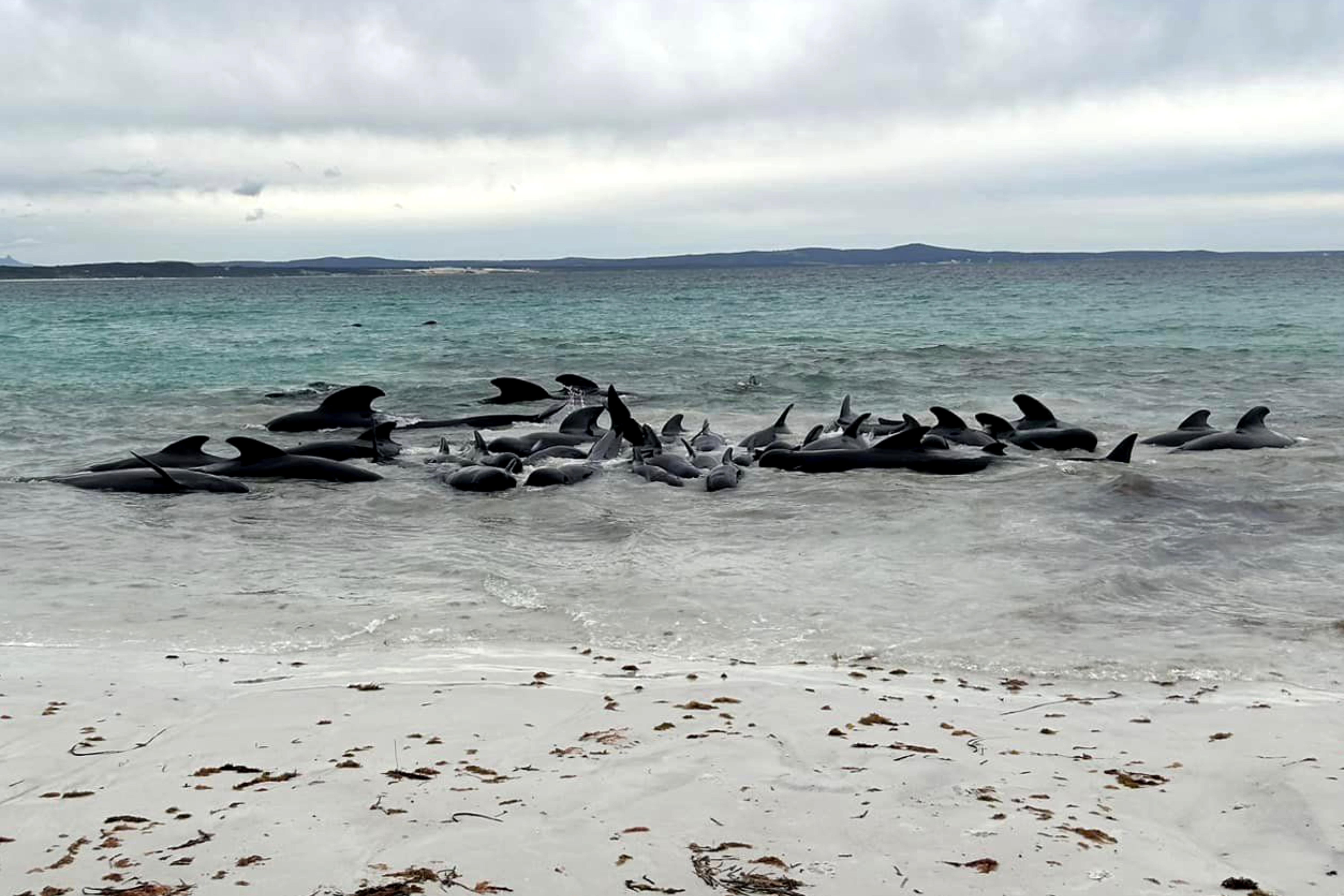 stranded whales Australia
