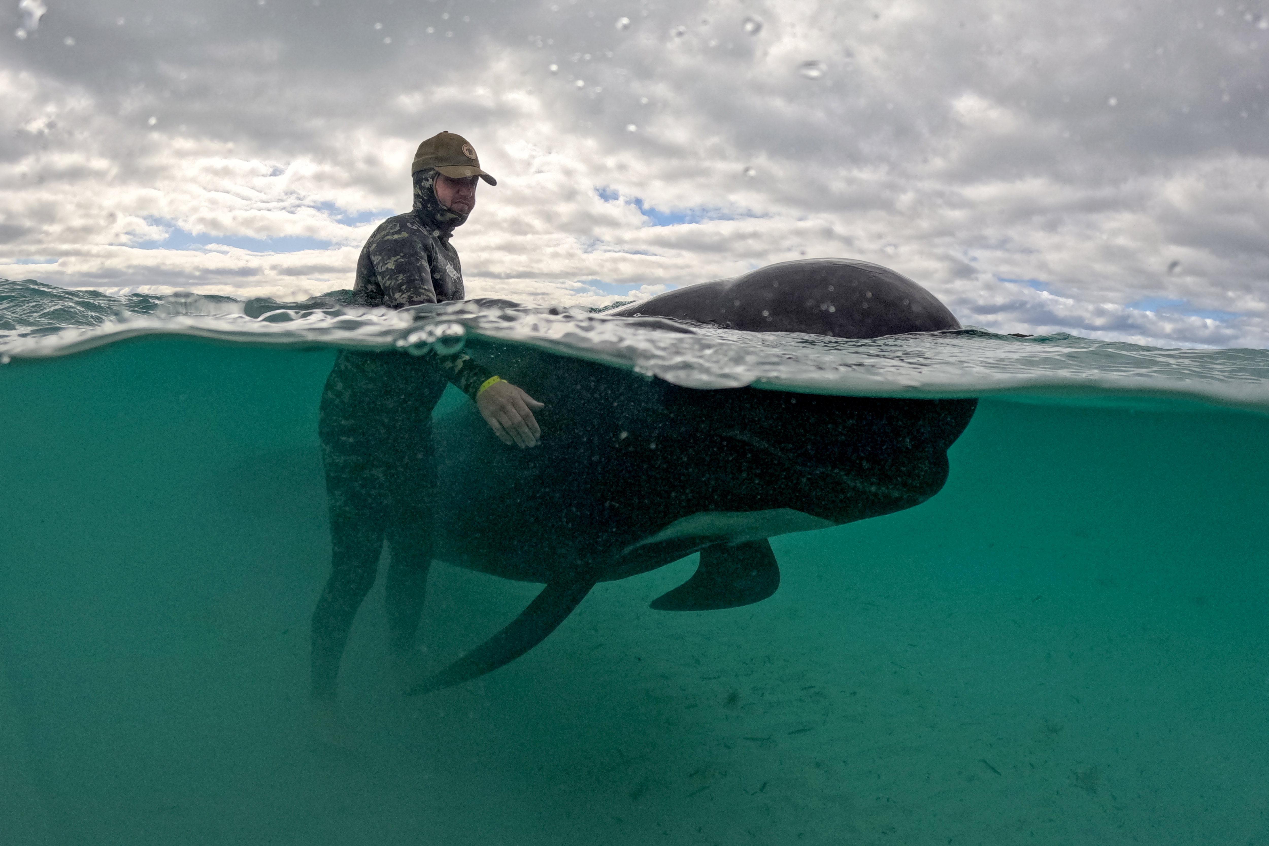stranded whales Australia