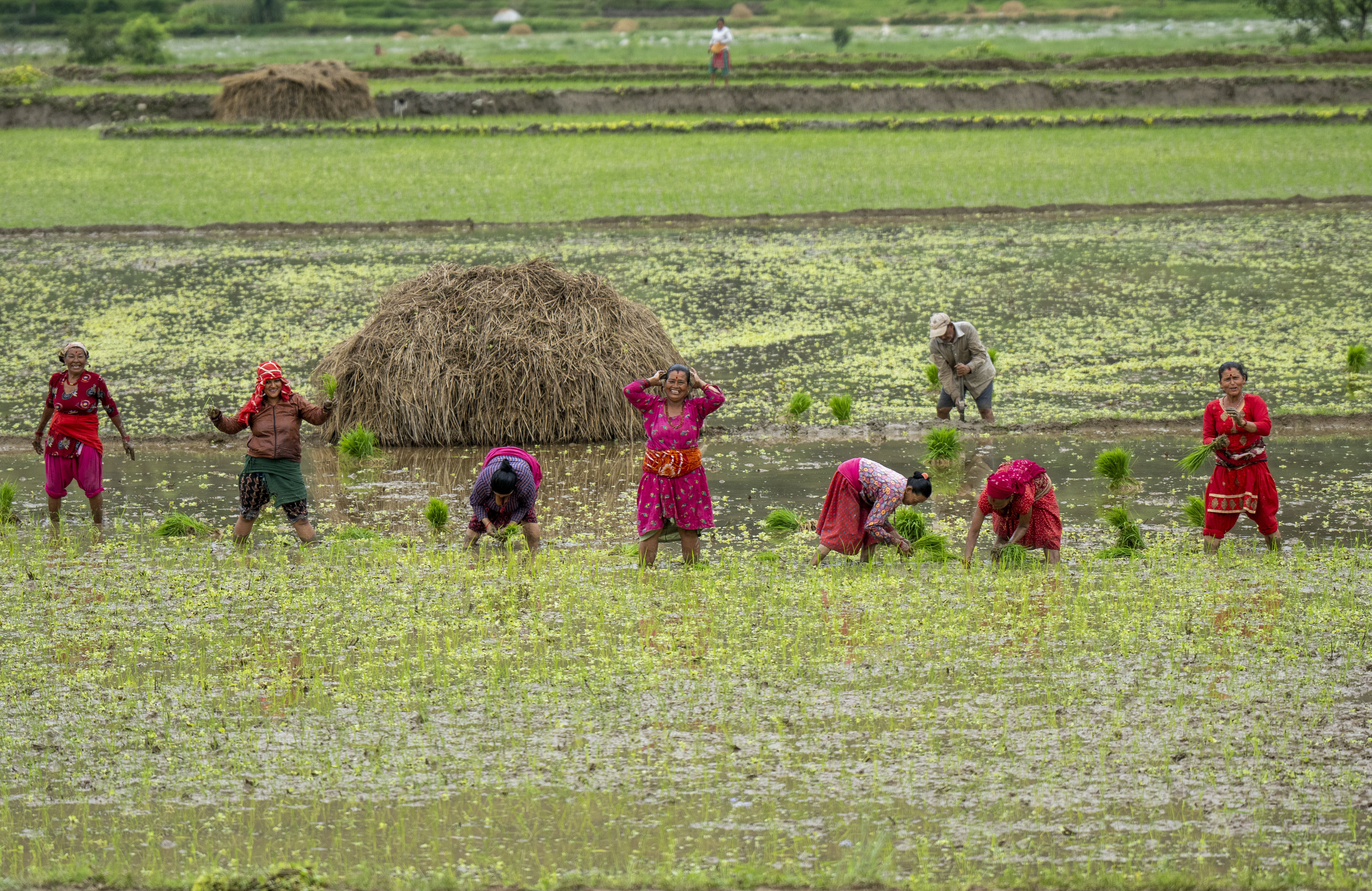Farmers in Nepal celebrate rice planting day with special feasts and festivities