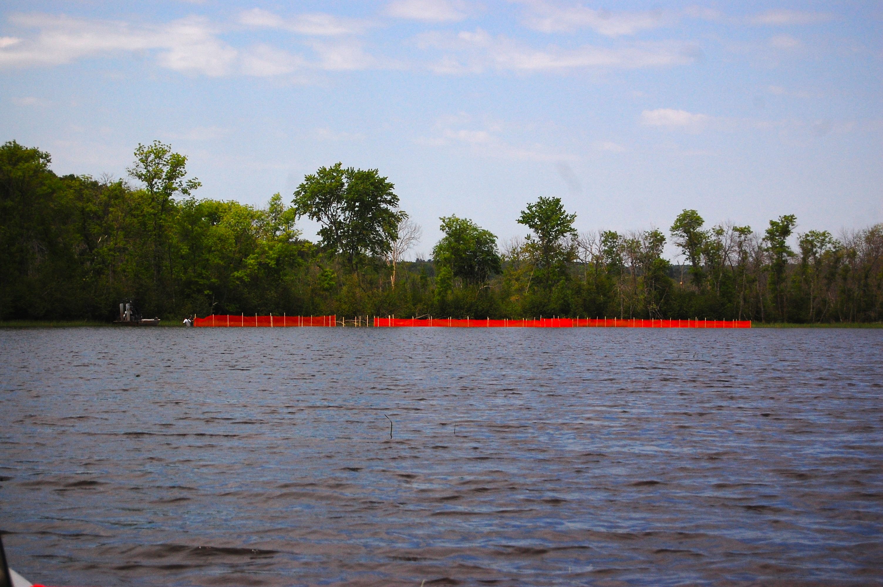 Wild rice beds surrounded by orange netting to protect them against geese, in the St Louis River, Minnesota, US