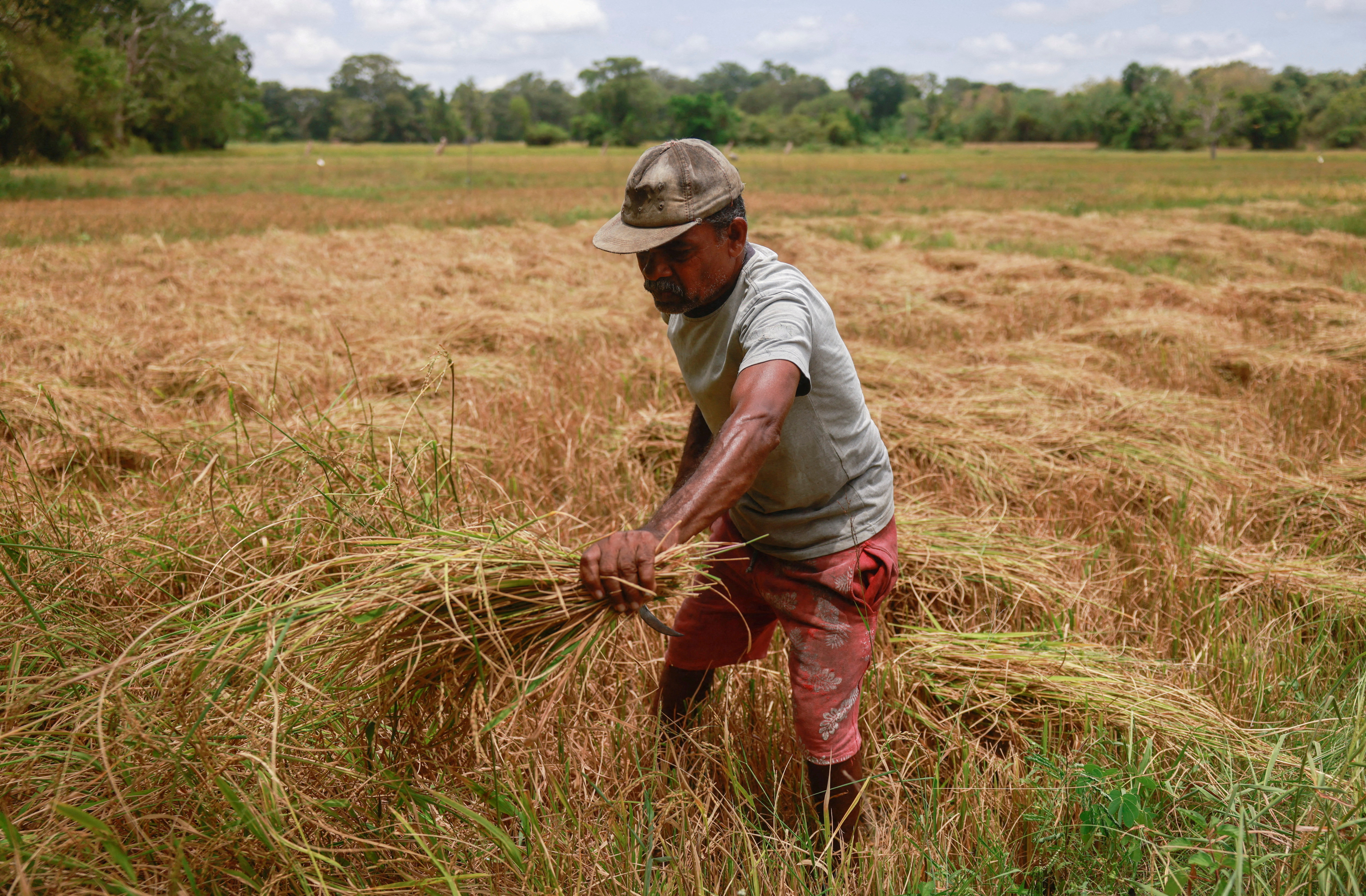 Drought dents Sri Lanka's economic hopes, farmers' livelihood