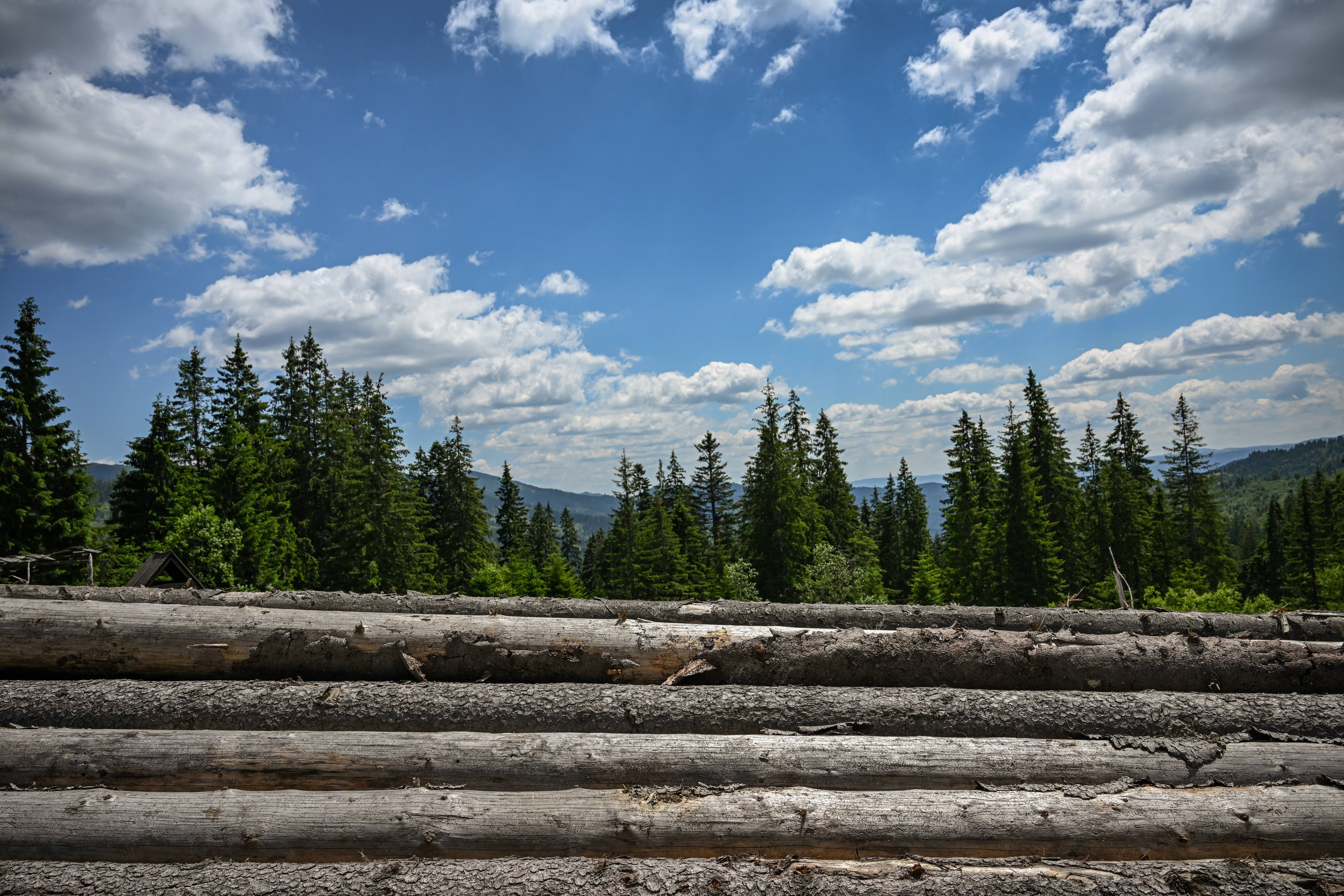 Logged wood is seen on a road at the Tarhaus Valley