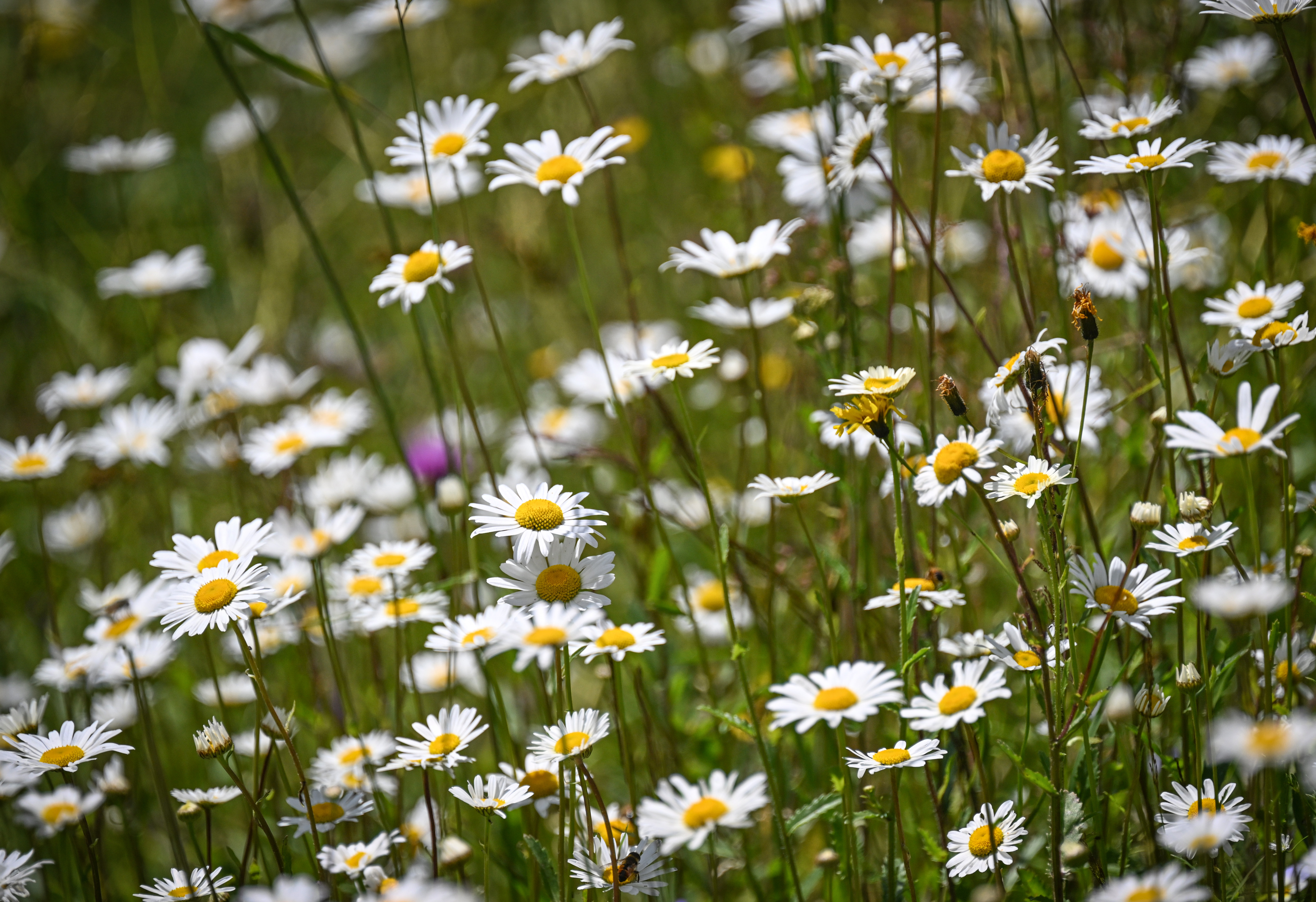 Flowering plants are pictured in the Tarhaus Valley
