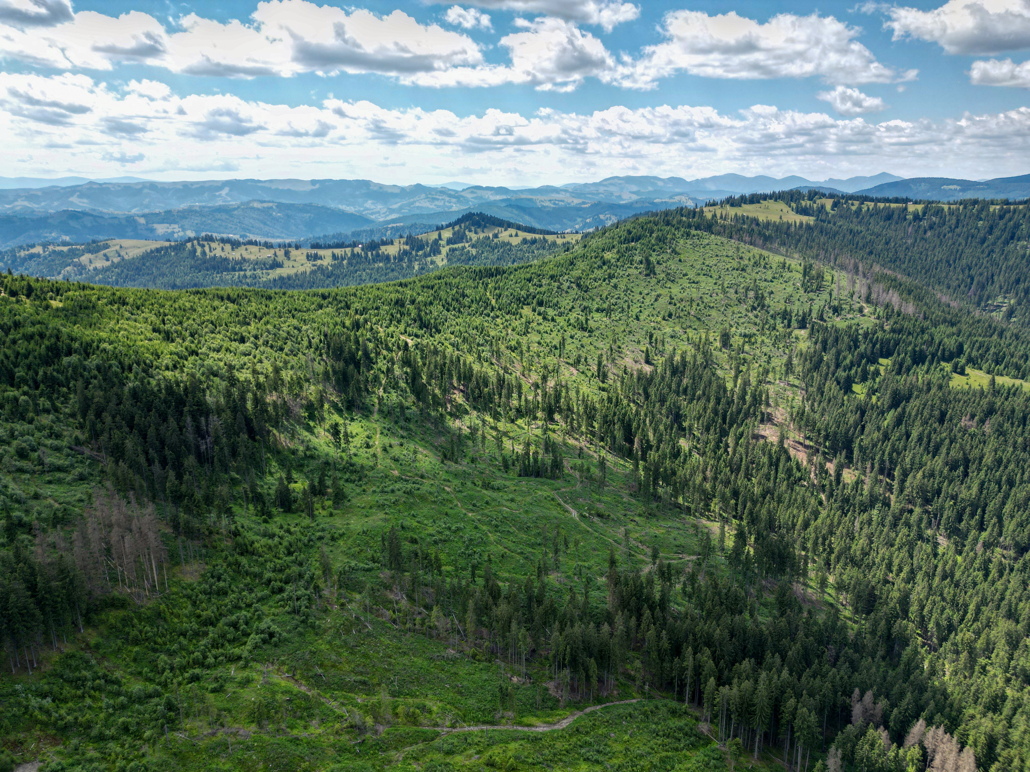 This aerial view taken on July 9, 2023 shows former logging areas in the Tarhaus Valley