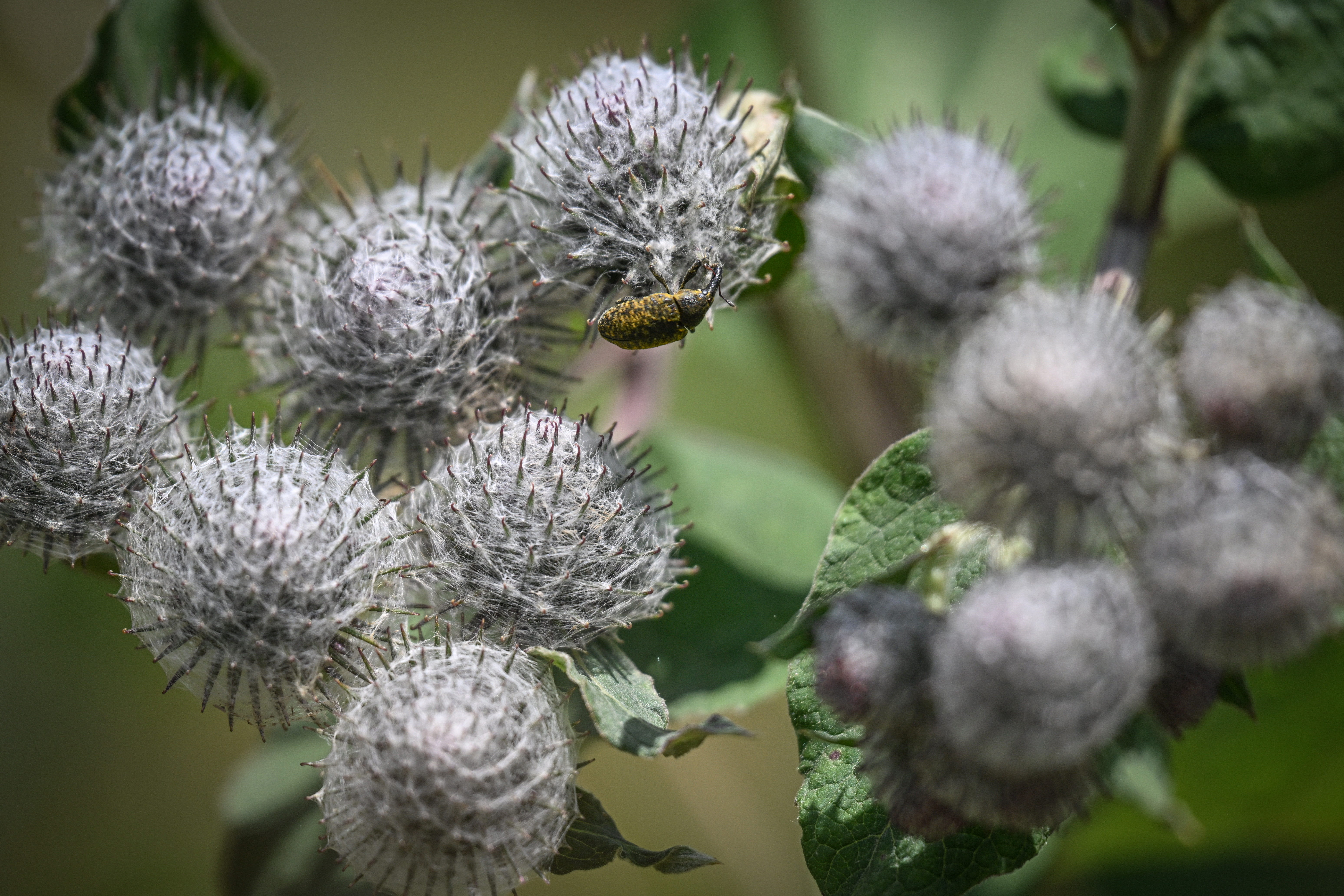 A bug is pictured on a spontaneous flora in the Tarhaus Valley