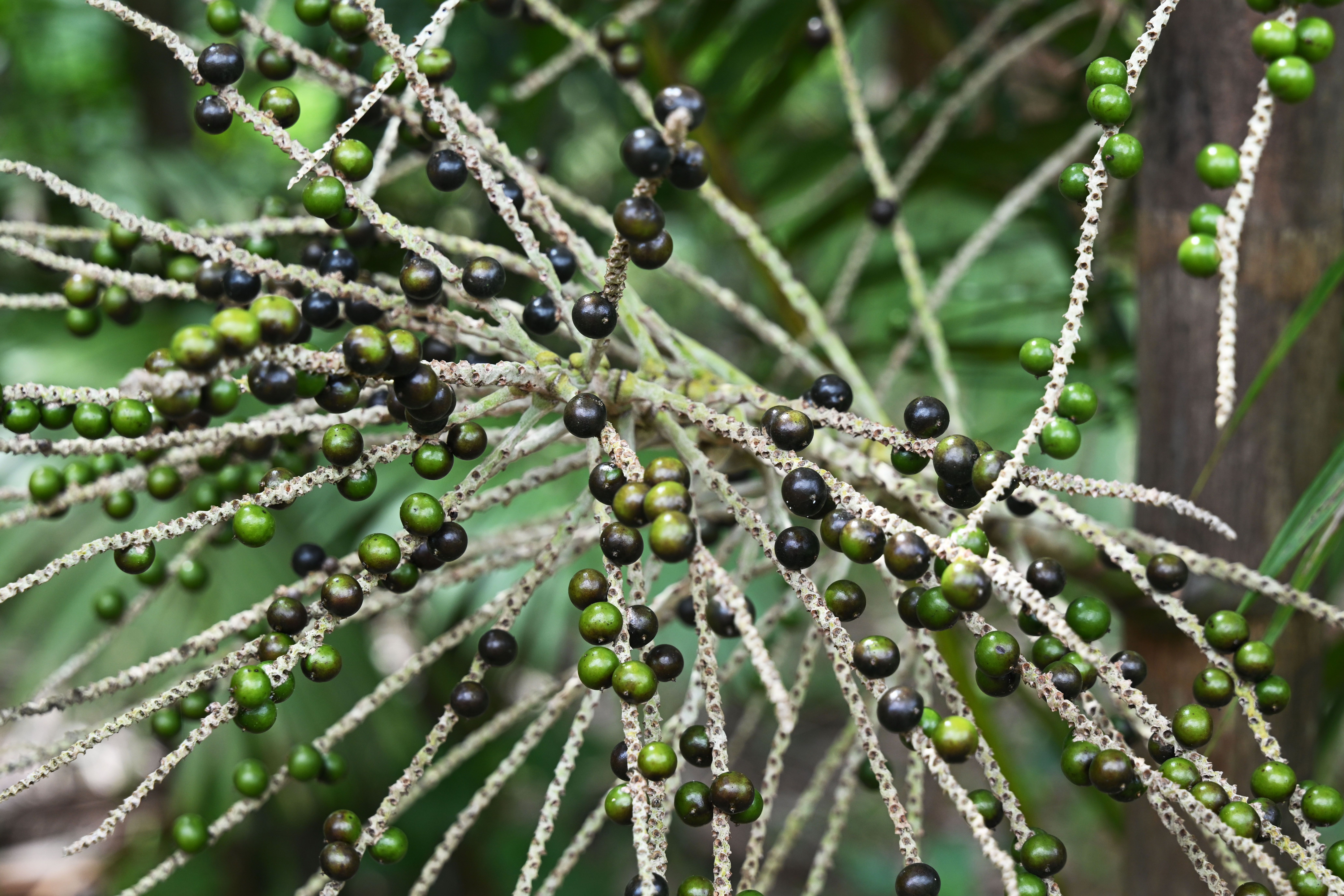 acaí berries