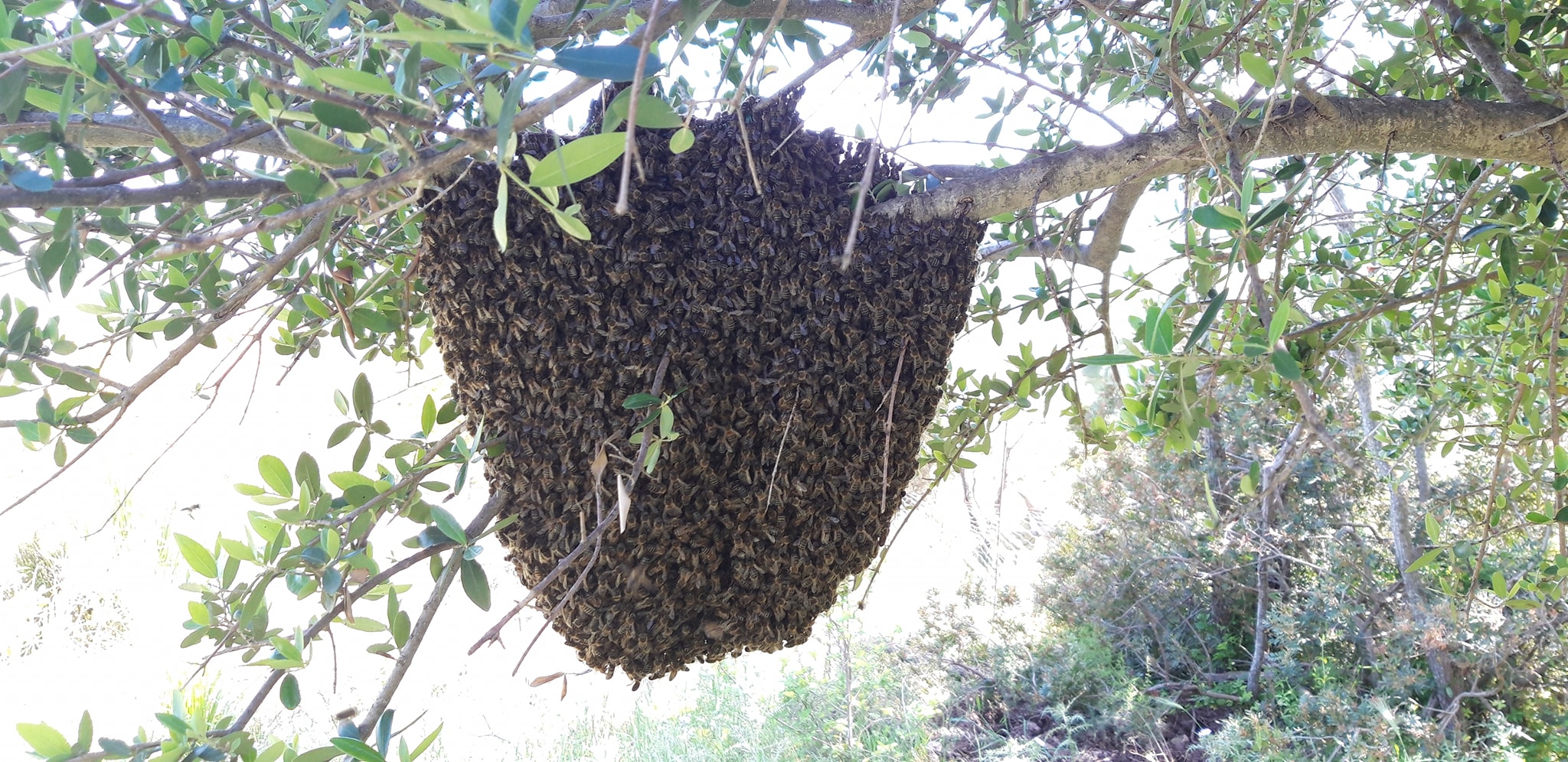 Claudio’s Sicilian black bees before the fires [Courtesy of Claudio Meli]
