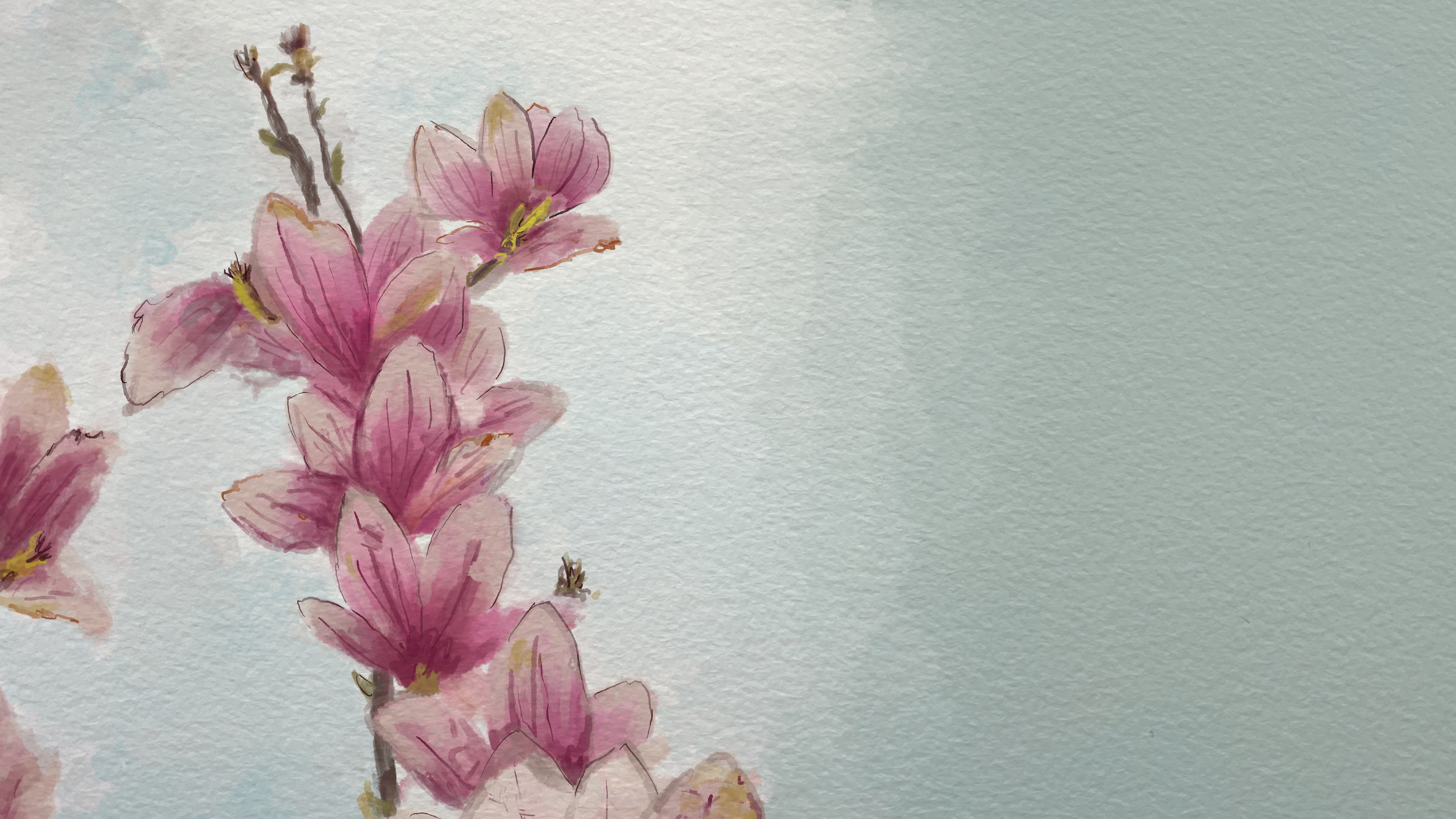 An illustration of pink magnolias.