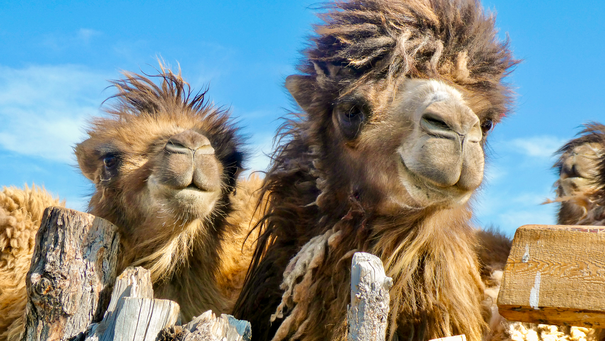 Camels in Mongolia