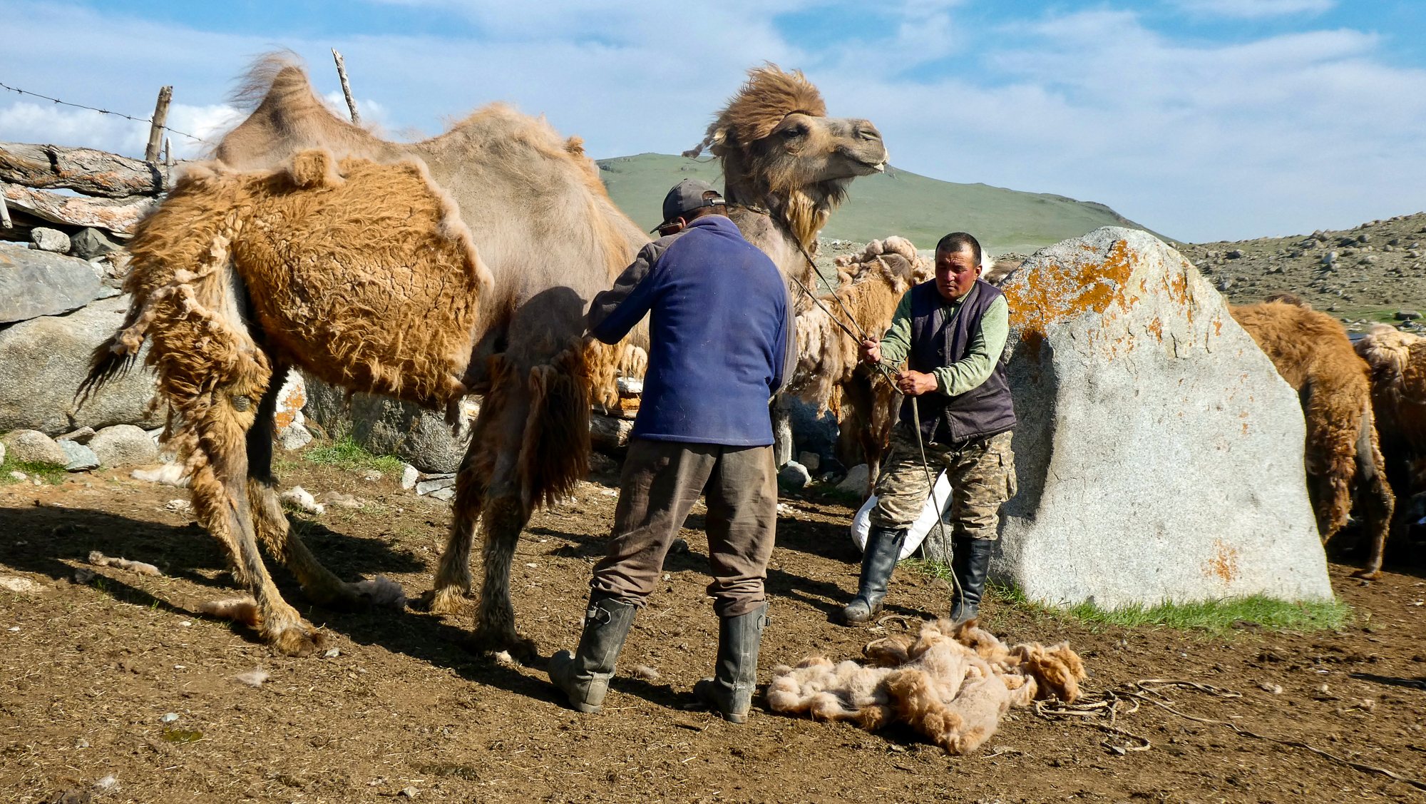 Men herd camels in Mongolia