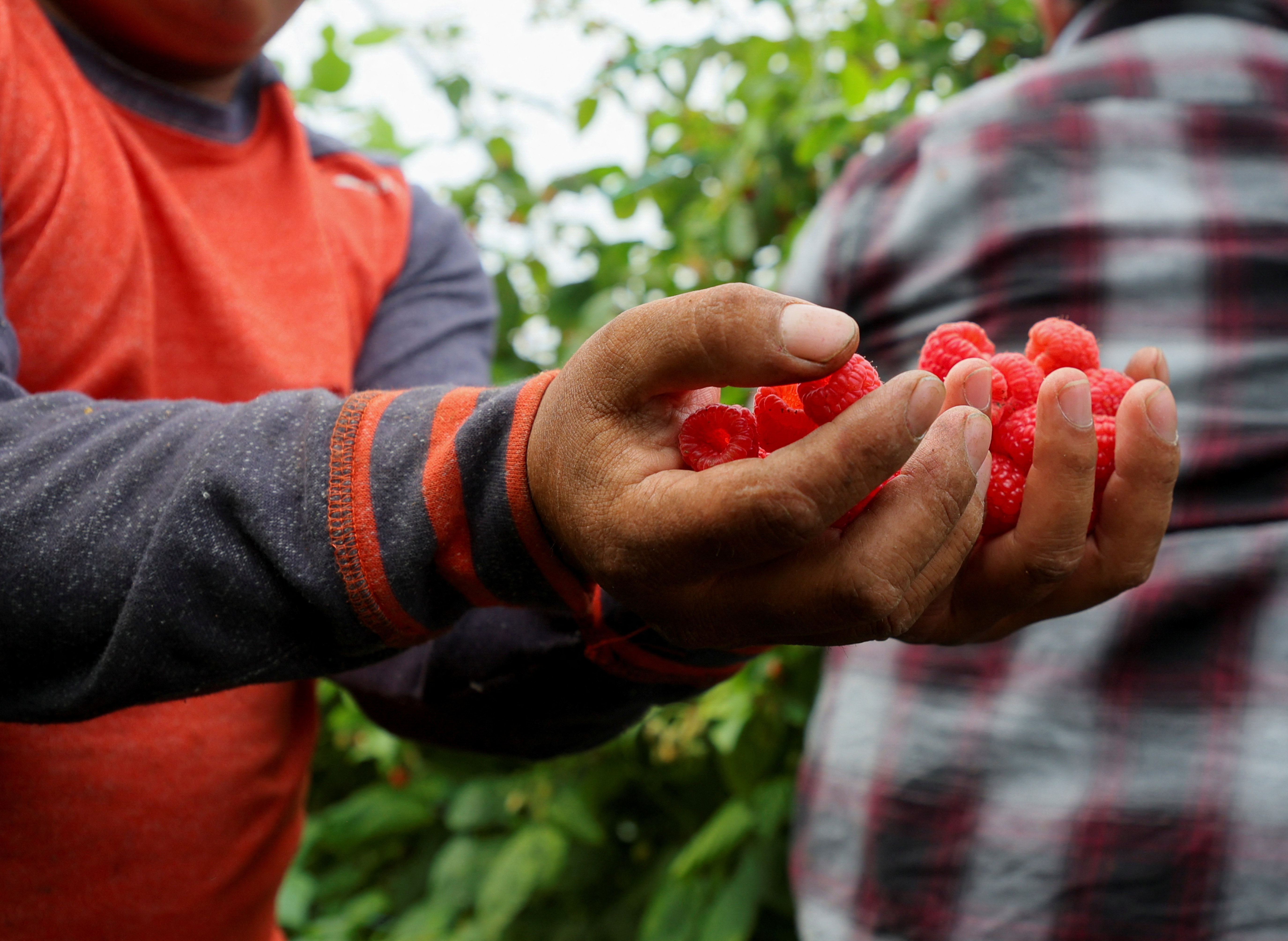 Workers pick raspberries at a farm in Quebec, Canada