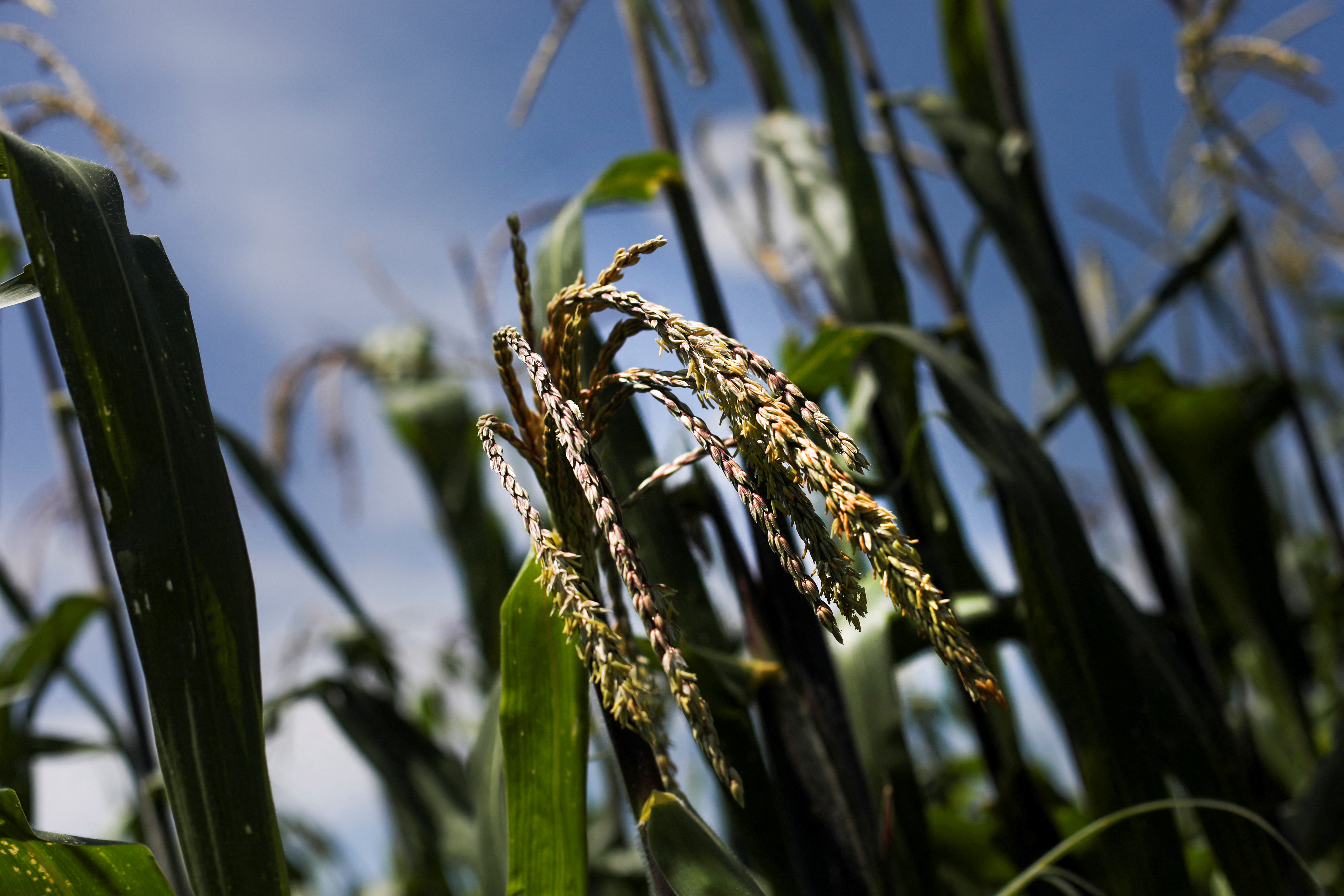 Corn plants are seen on a field at La Constitucion Totoltepec neighbourhood, in Toluca, Mexico