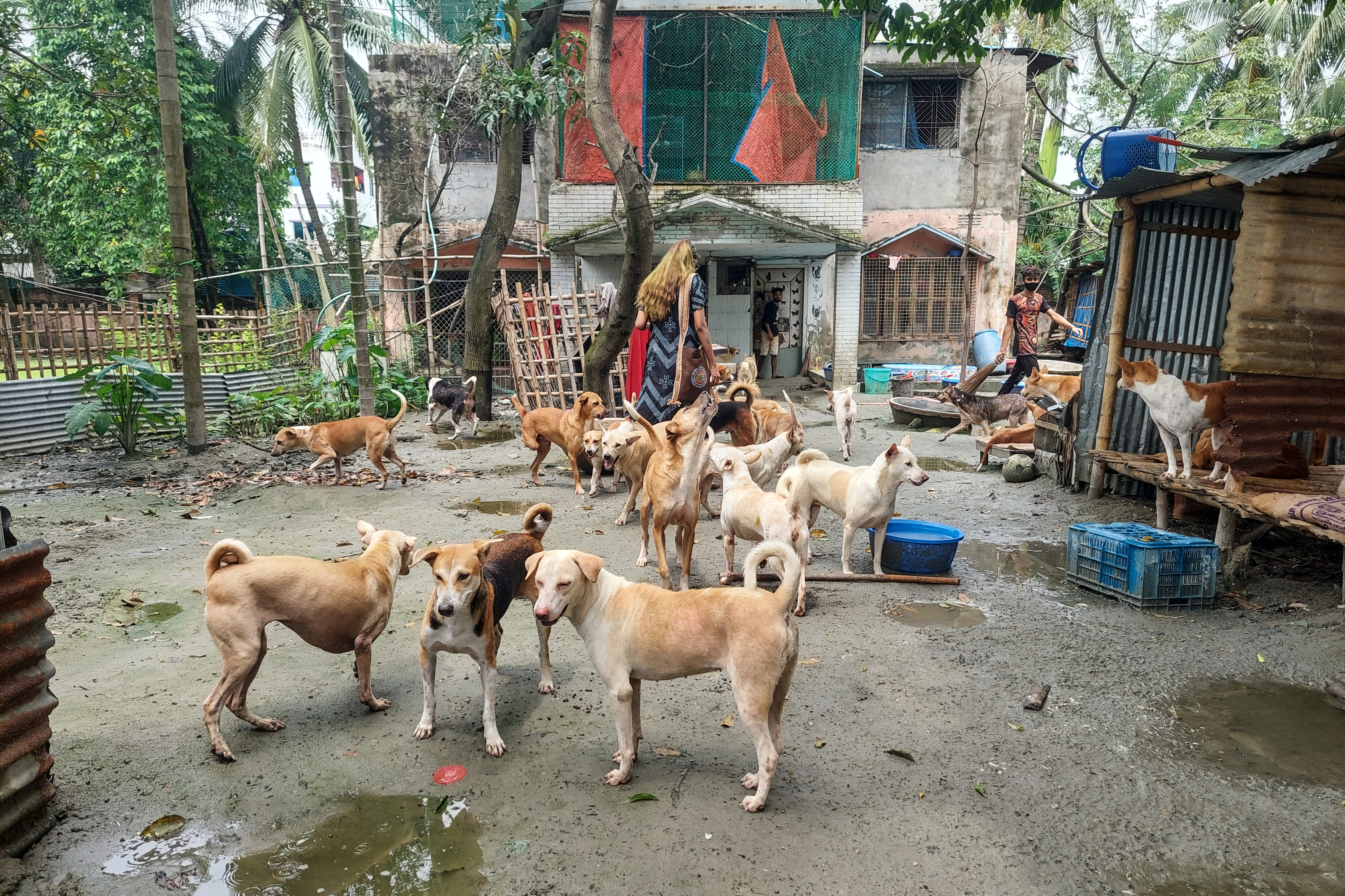 A photo of a group of dogs in front of a house with some of the dogs in a shelter nearby and a woman walking inside the house.
