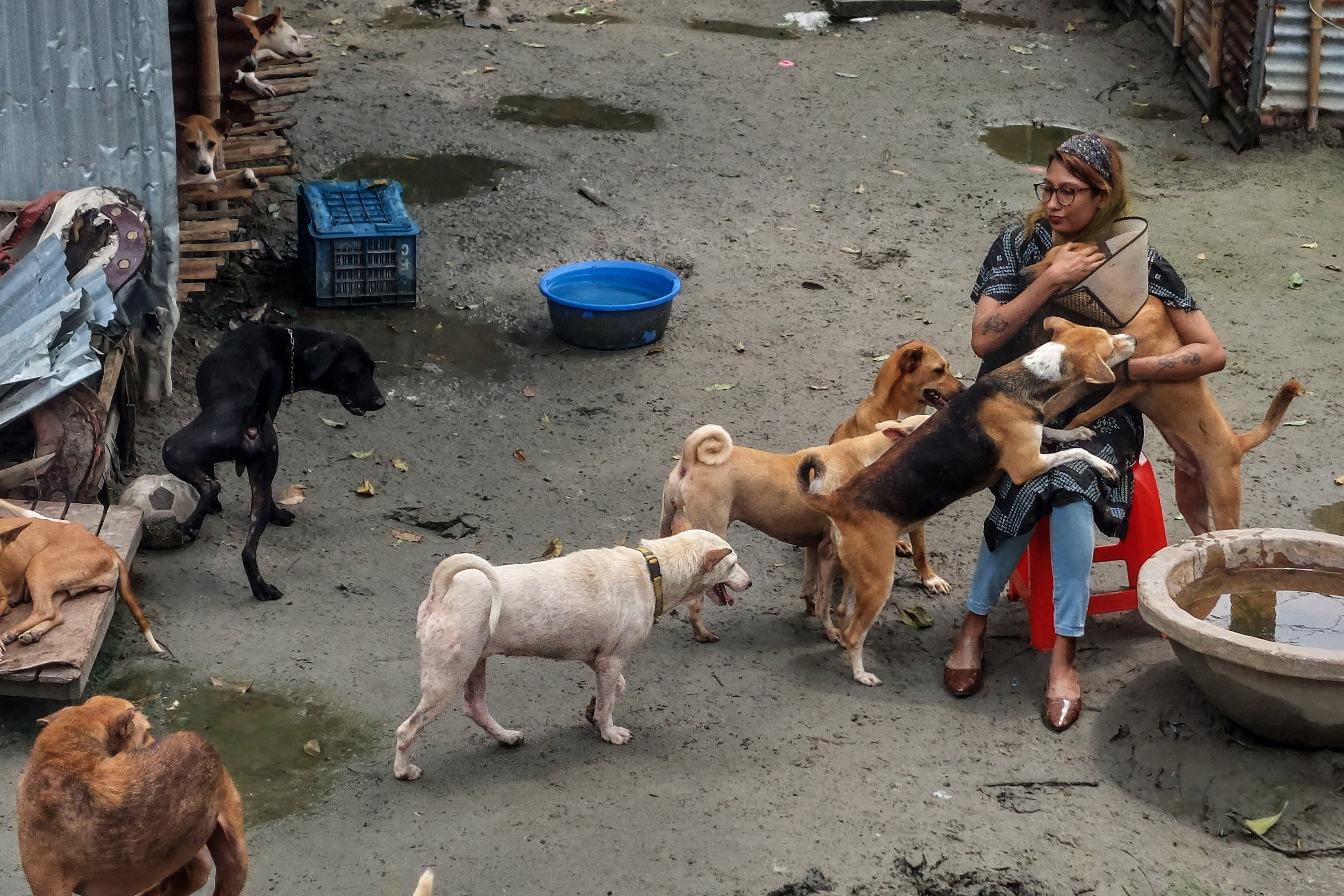 A photo of a woman petting a group of dogs.