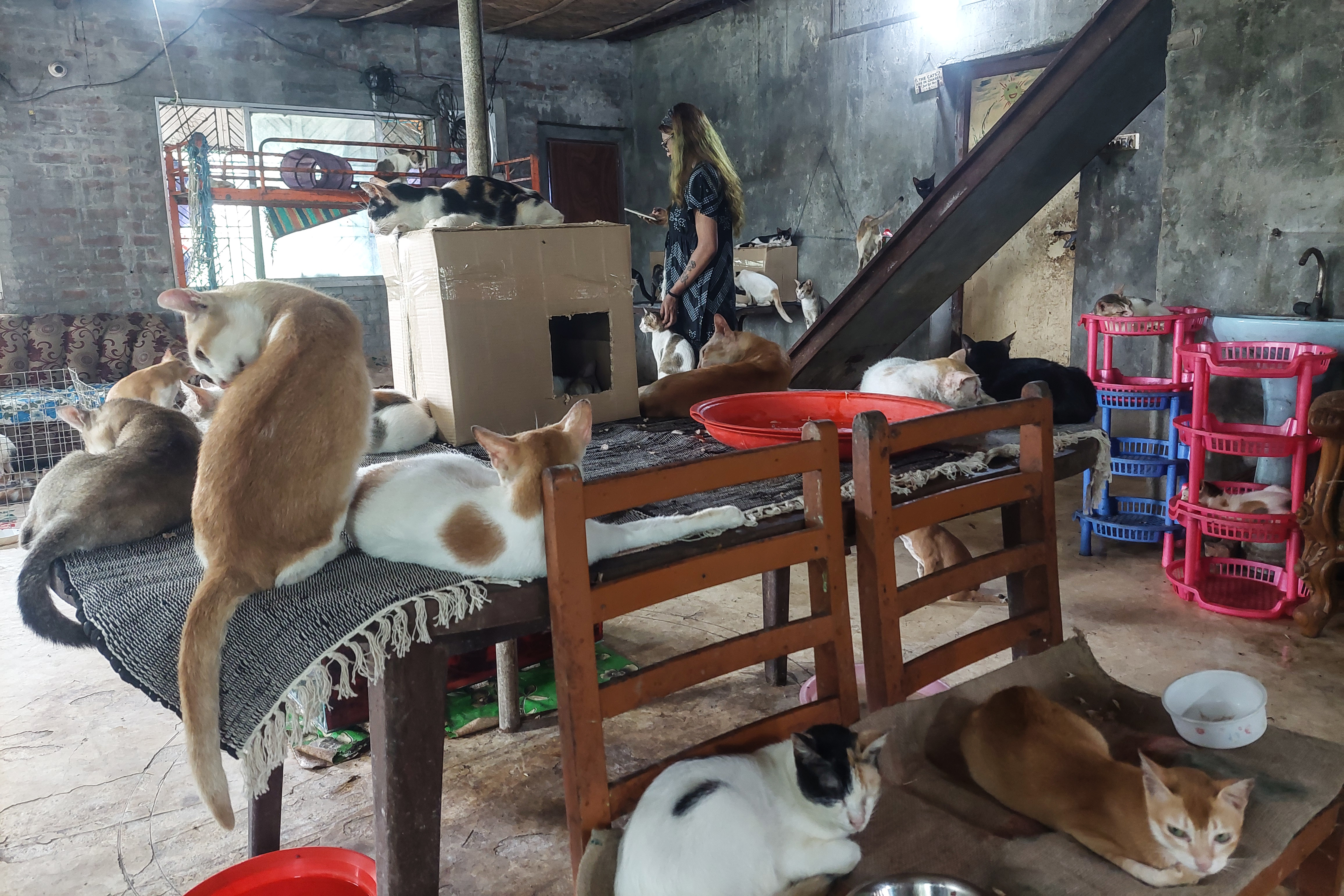 A photo of a woman standing in a room filled with cats.