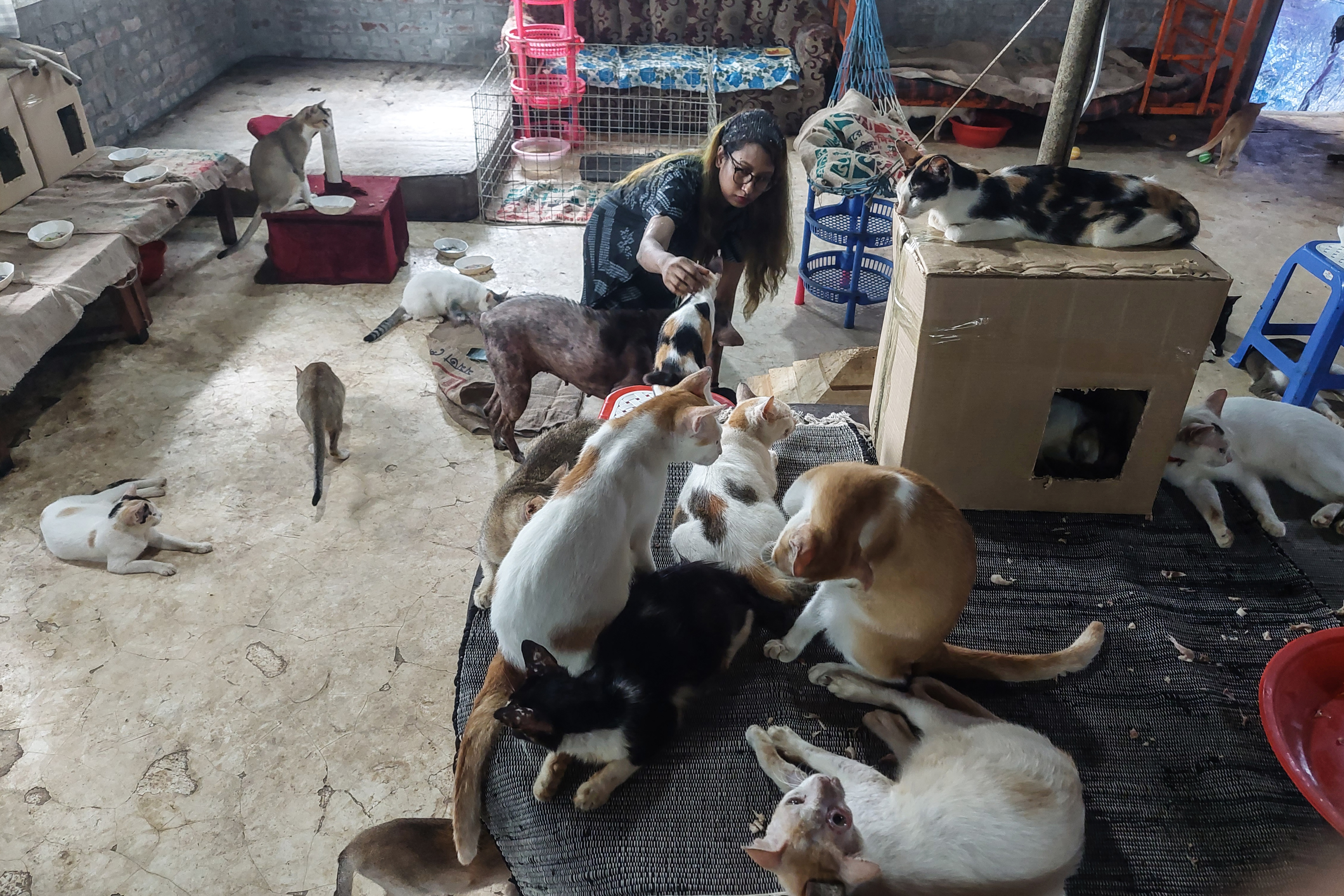 A photo of a woman playing with a large group of cats in a room. with a cat sitting on a box next to her and behind her.