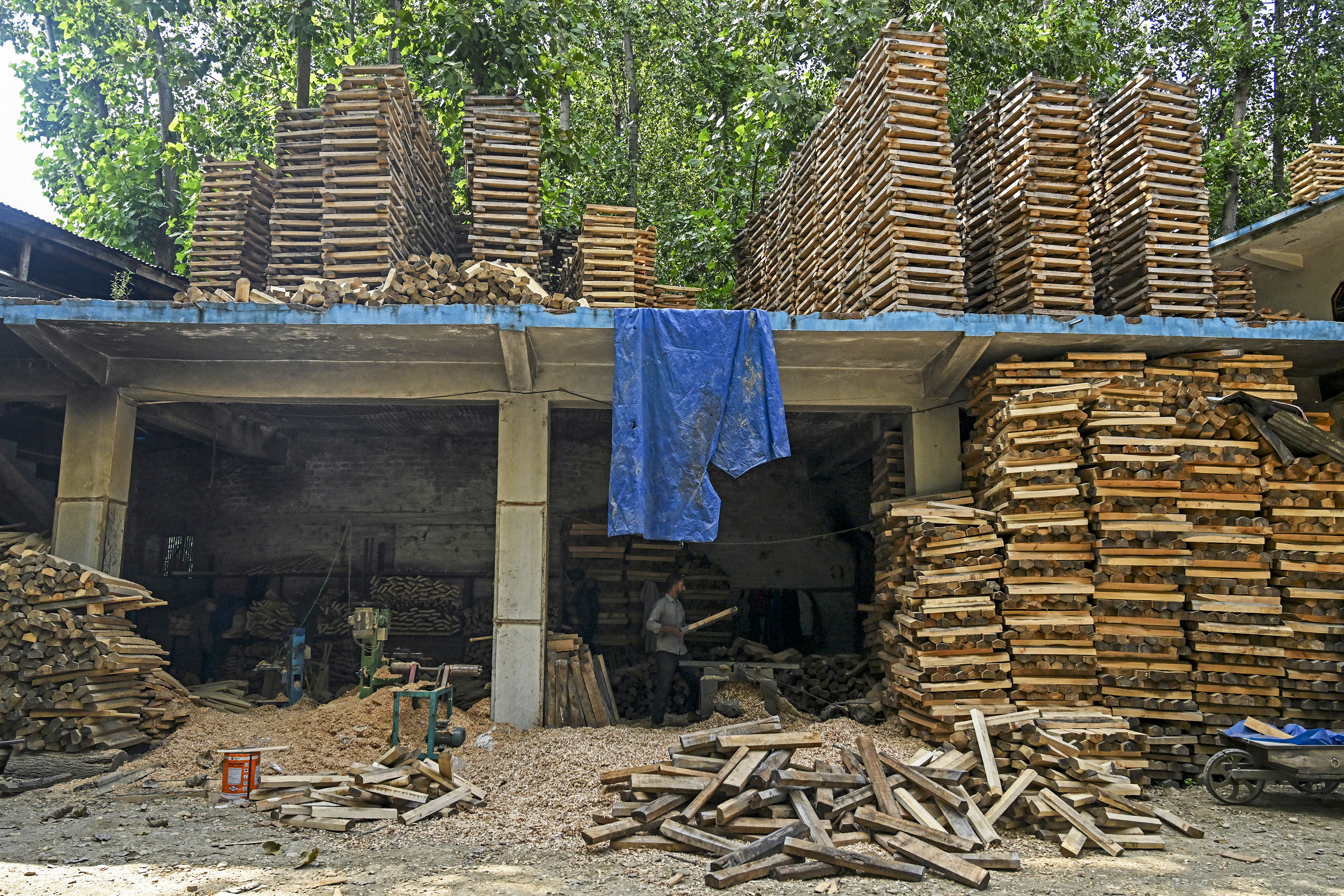 Rampant logging hits Kashmir's cricket batmakers