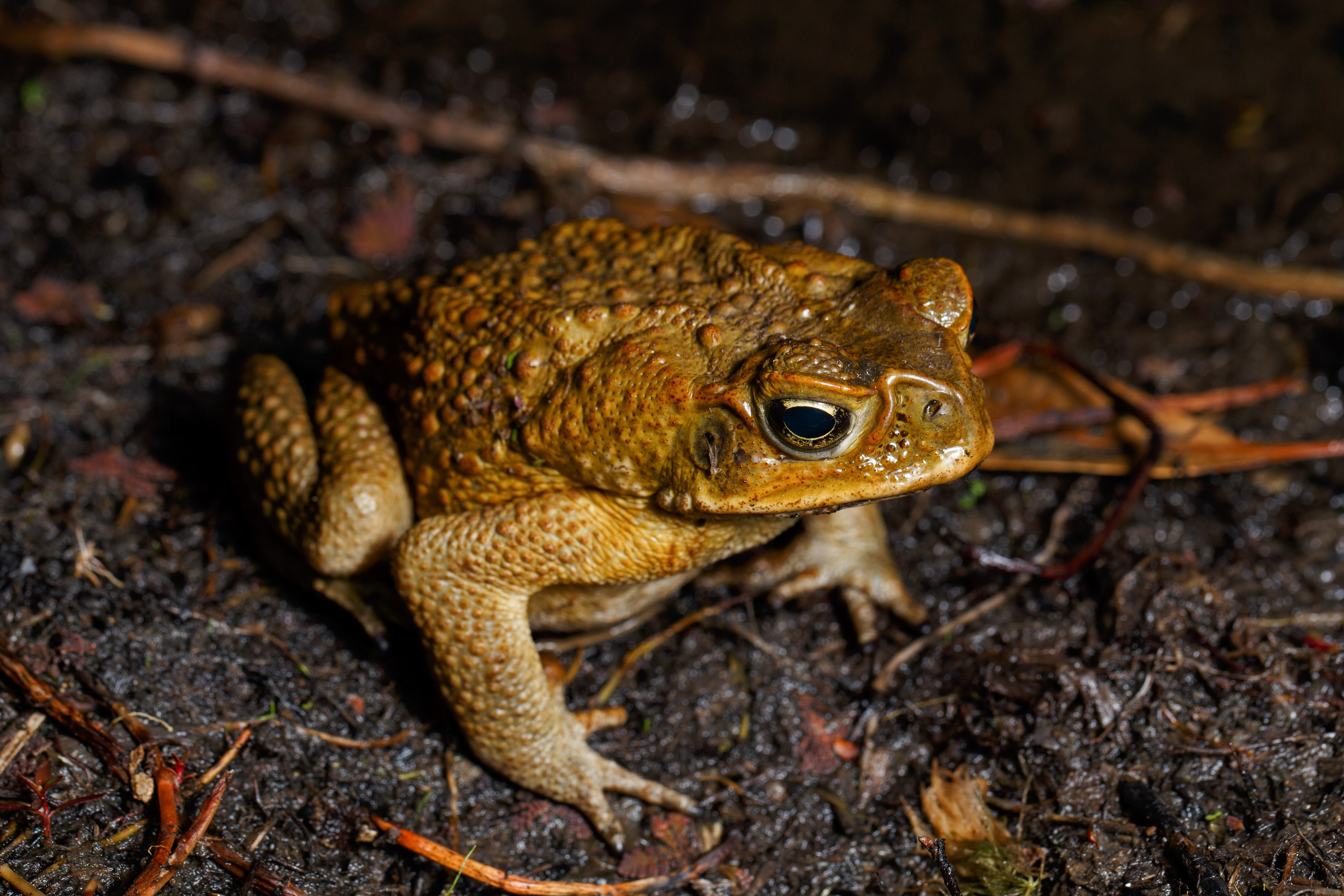 cane toad
