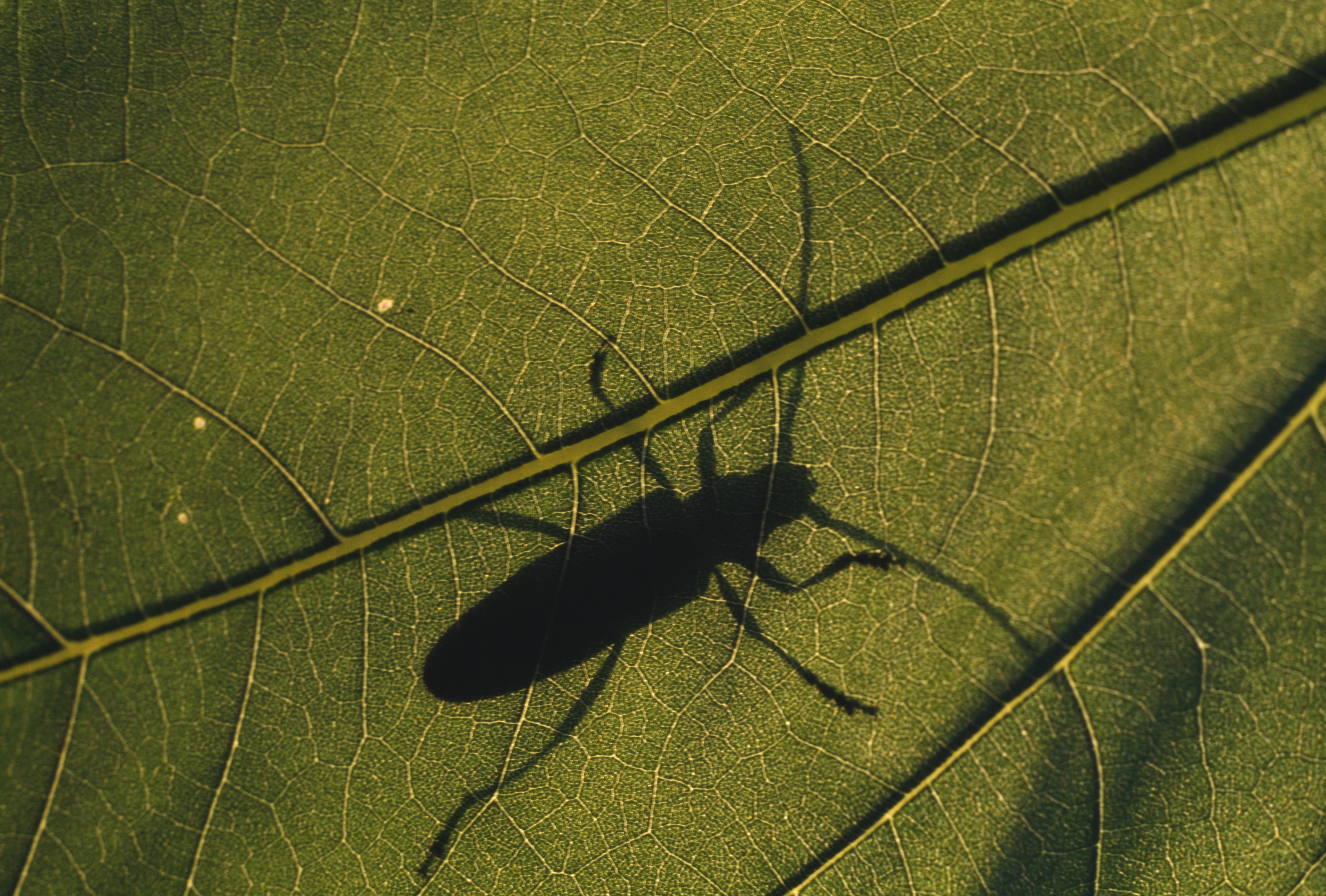 long horn beetle