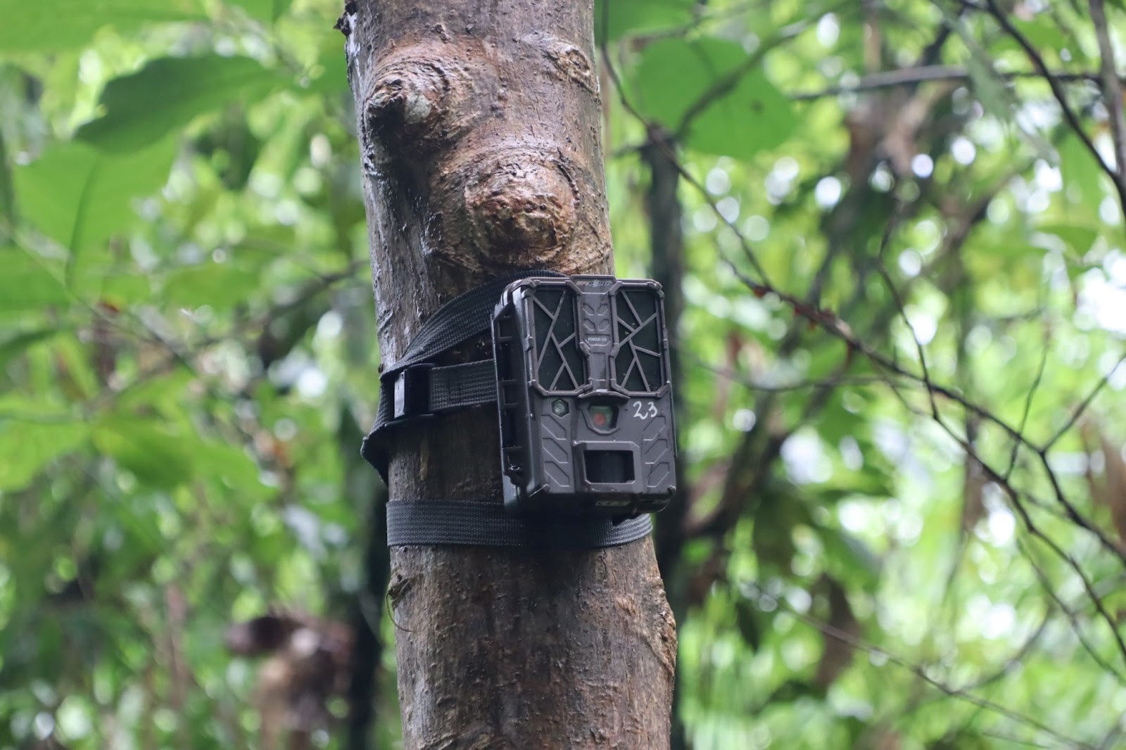 Humane Society International and forest rangers which takes 5 photos per sequence at Cat Tien National Park, Vietnam. [Sen Nguyen/Al Jazeera]
