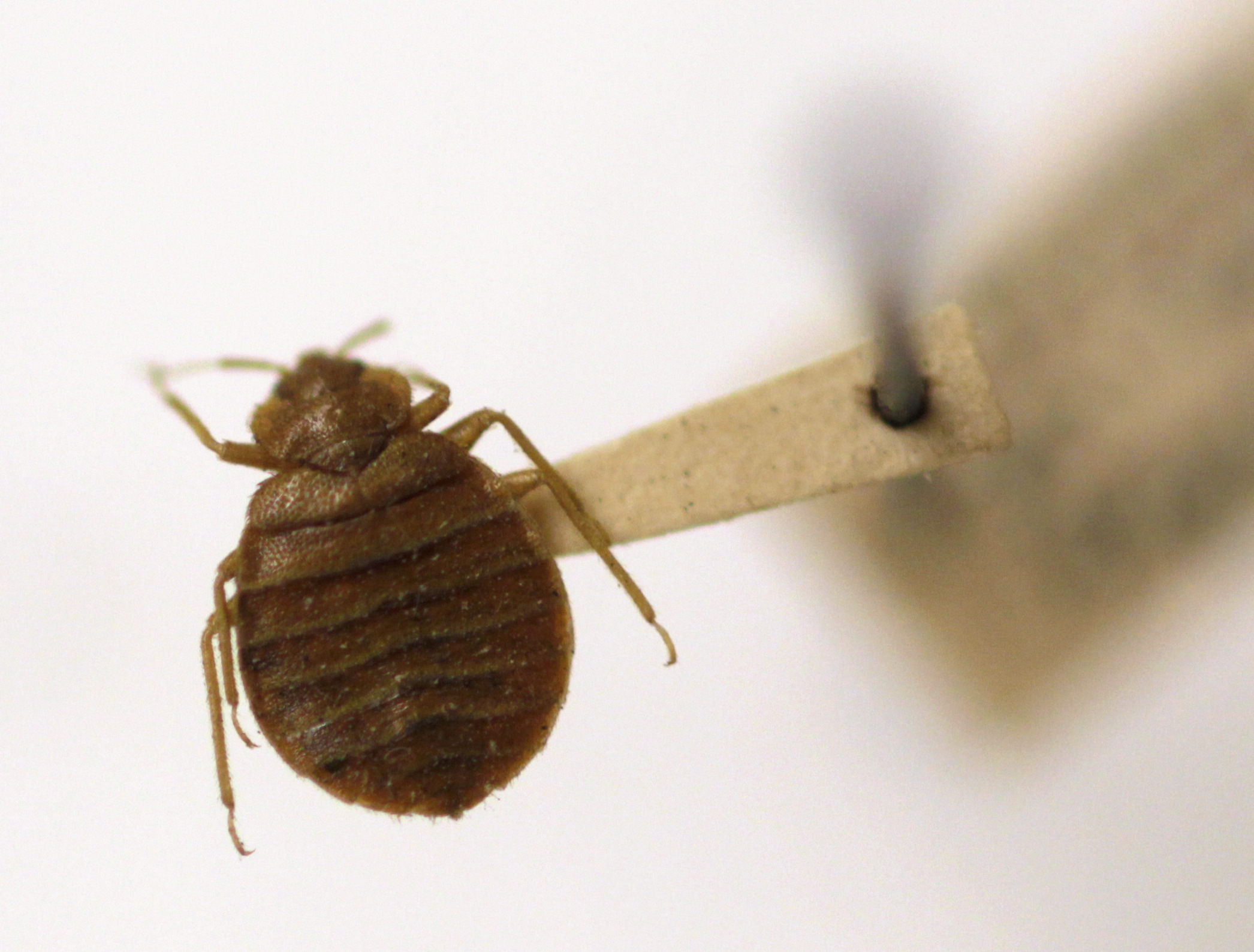 In this March 2011 photo, a bedbug is displayed at the Smithsonian Museum, US