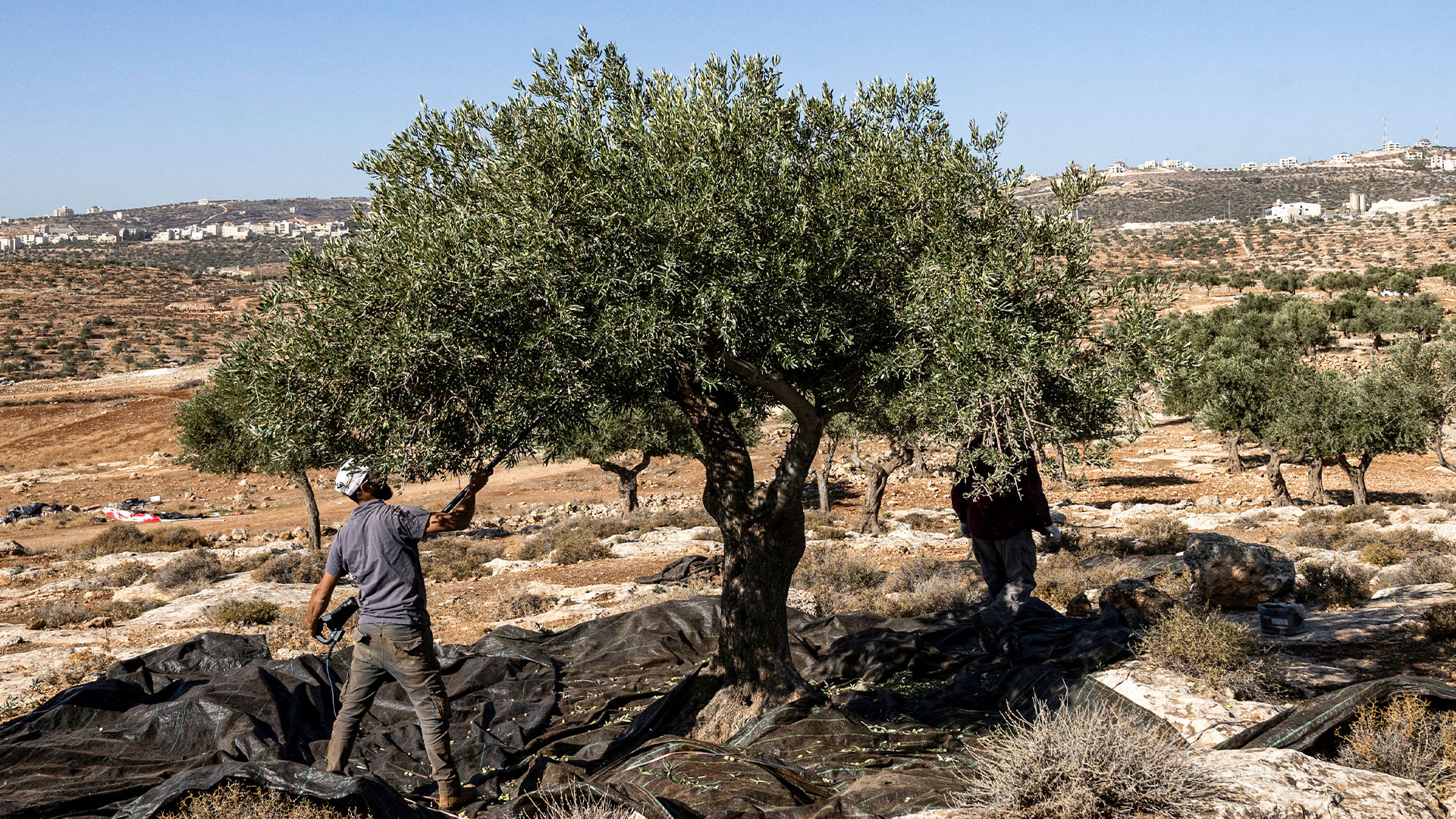 02_olivebranch-1700404504