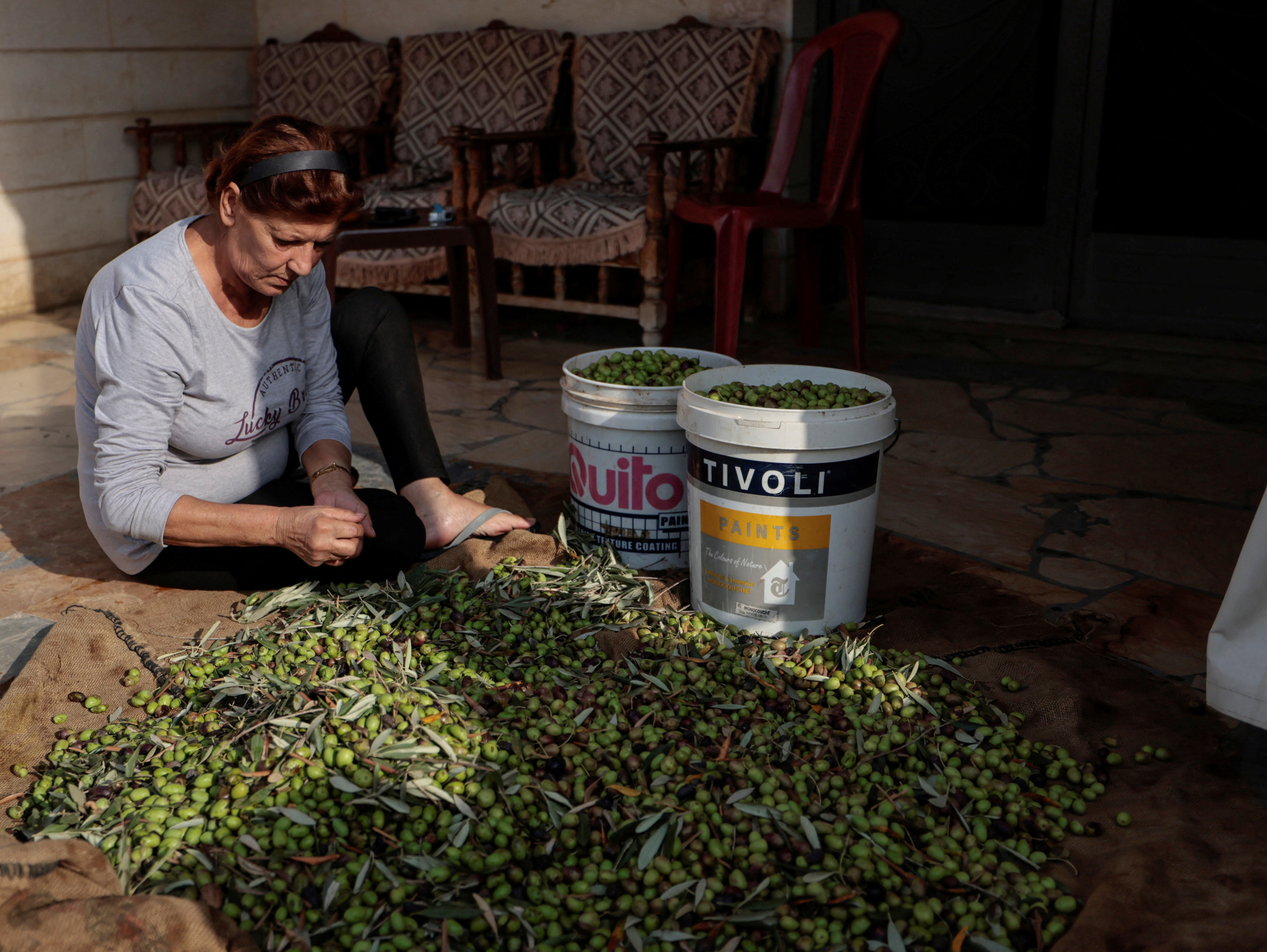 Mary, 64, who said she fled her house and has taken refuge in Rmeich, amidst tension between Israel and Hezbollah, picks olives in the Christian village of Rmeish, Lebanon.
