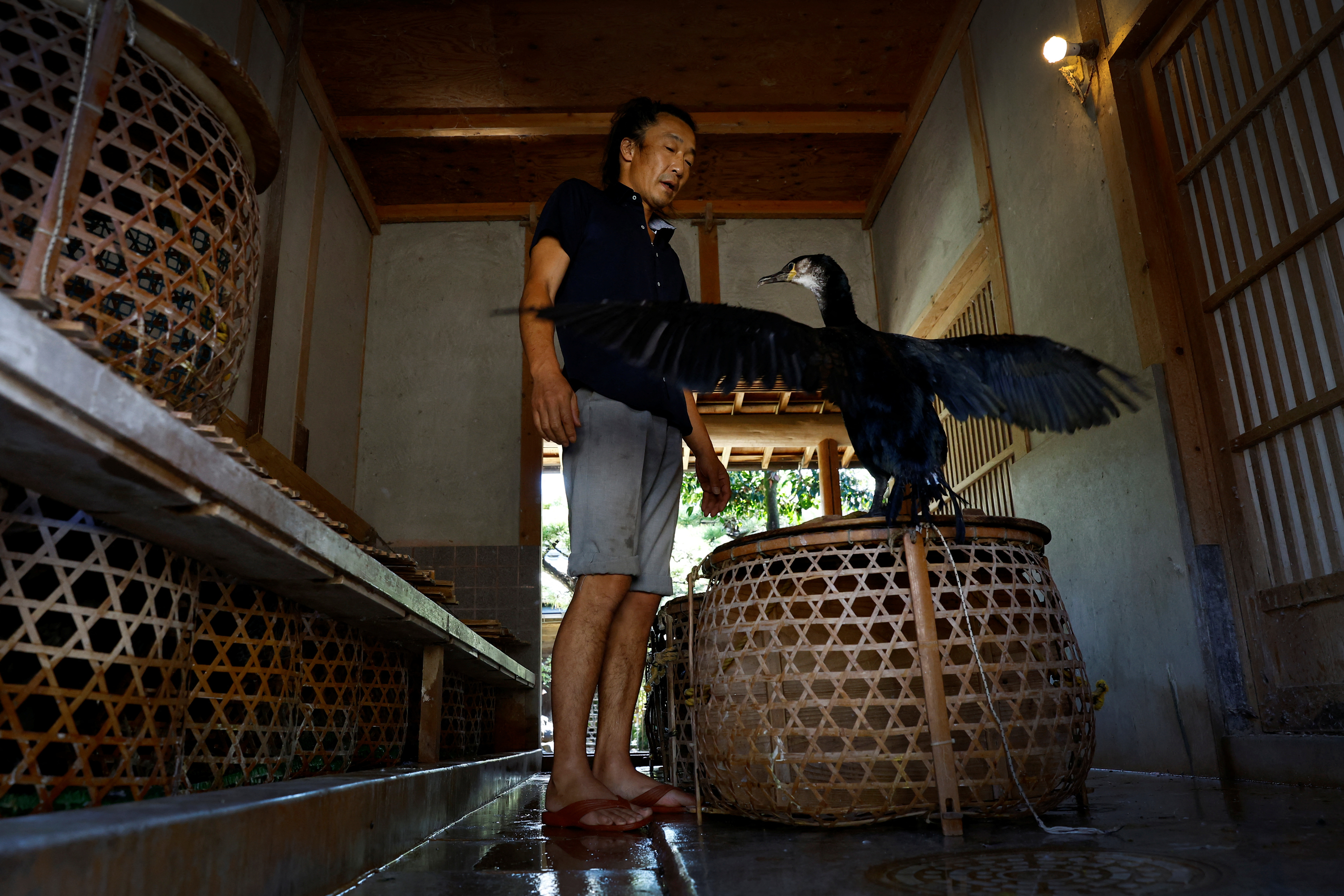 Cormorant fishing master, known as usho, Youichiro Adachi, 48, imitates the fluttering of a cormorant to make the bird mimic him, giving Adachi a chance to check on its health, at home in Oze, Seki, Japan.