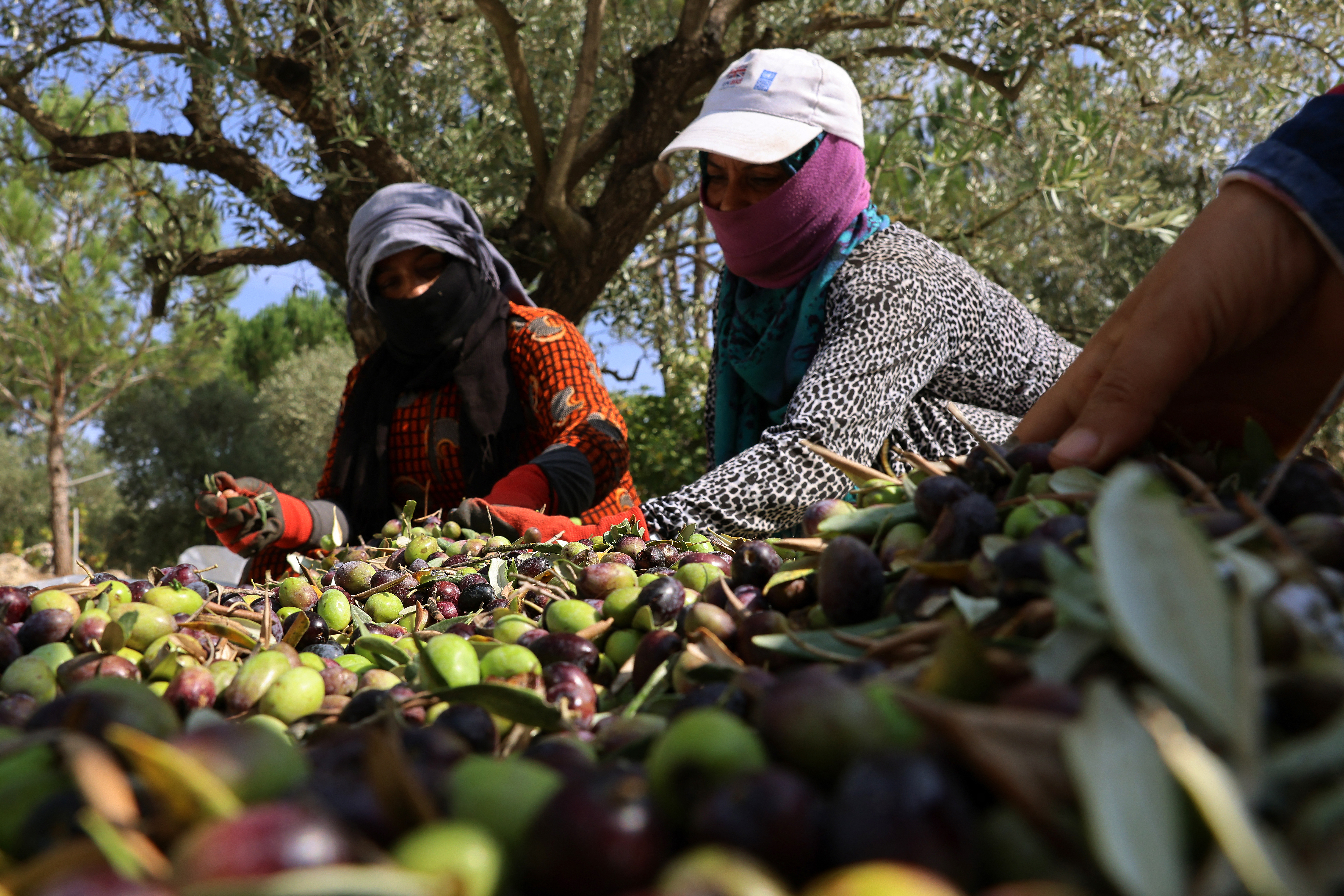 Syrian workers sort freshly harvested olives near the southern Lebanese town of Hasbaya near the border with Israel.