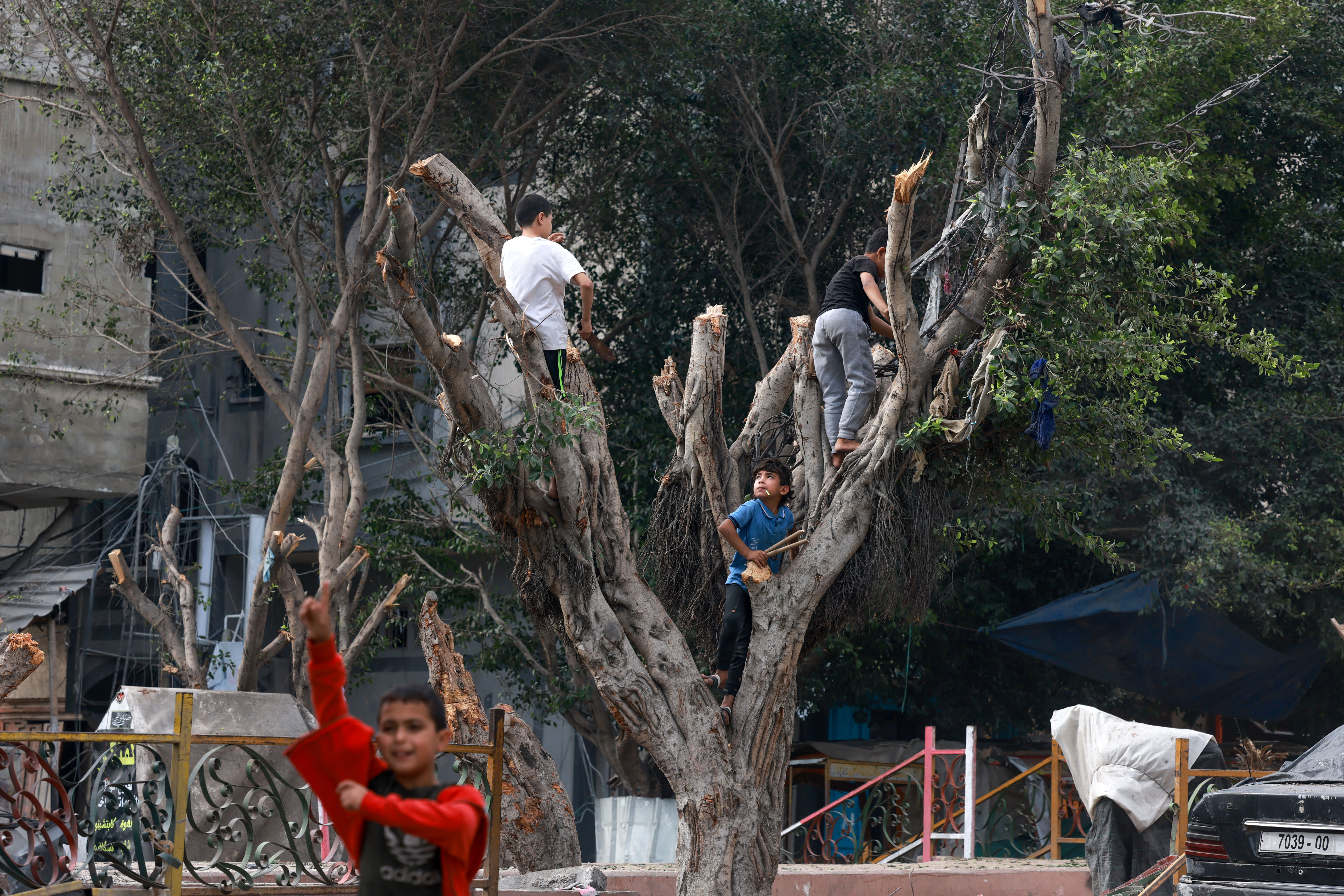 Palestinians cut wood from trees to be used as fuel in Rafah
