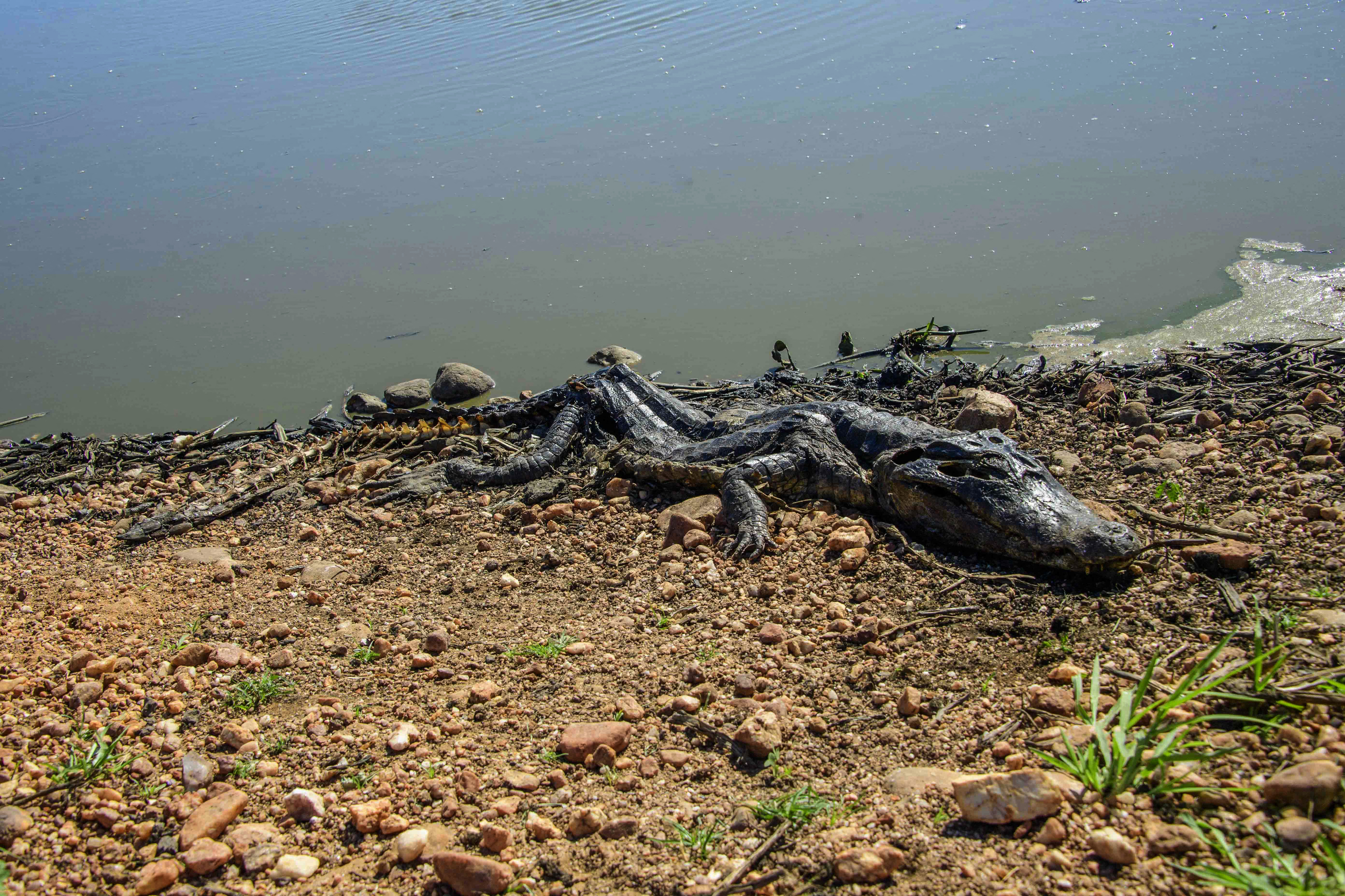 A dead crocodile is seen as forest fires rage in the Pantanal wetland in Porto Jofre, Mato Grosso State, Brazil.