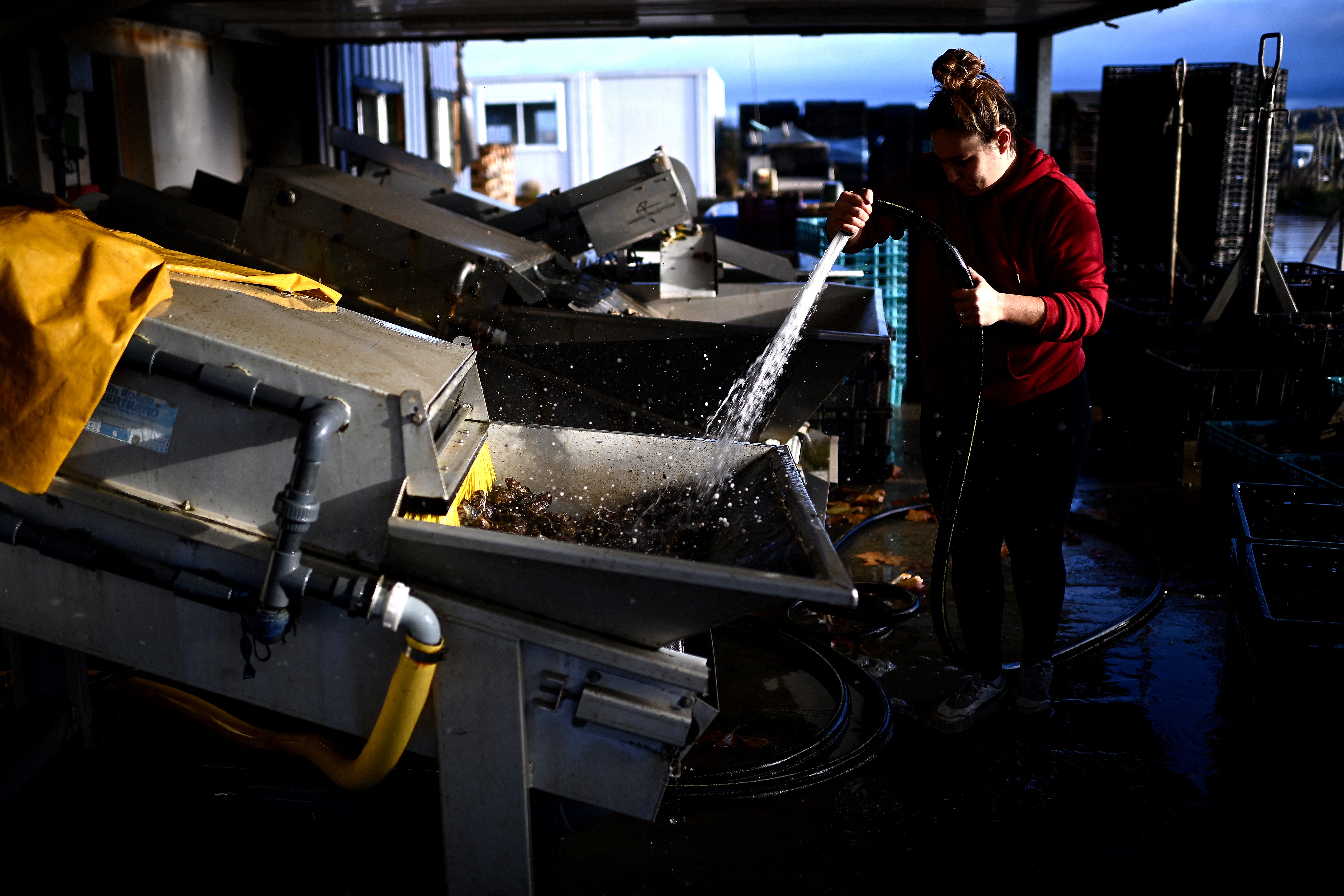 This picture shows an employee rinsing oysters ahead of their packaging in baskets at the Chiron oyster-farming company in L'Eguille along the Seudre river, south-western France.
