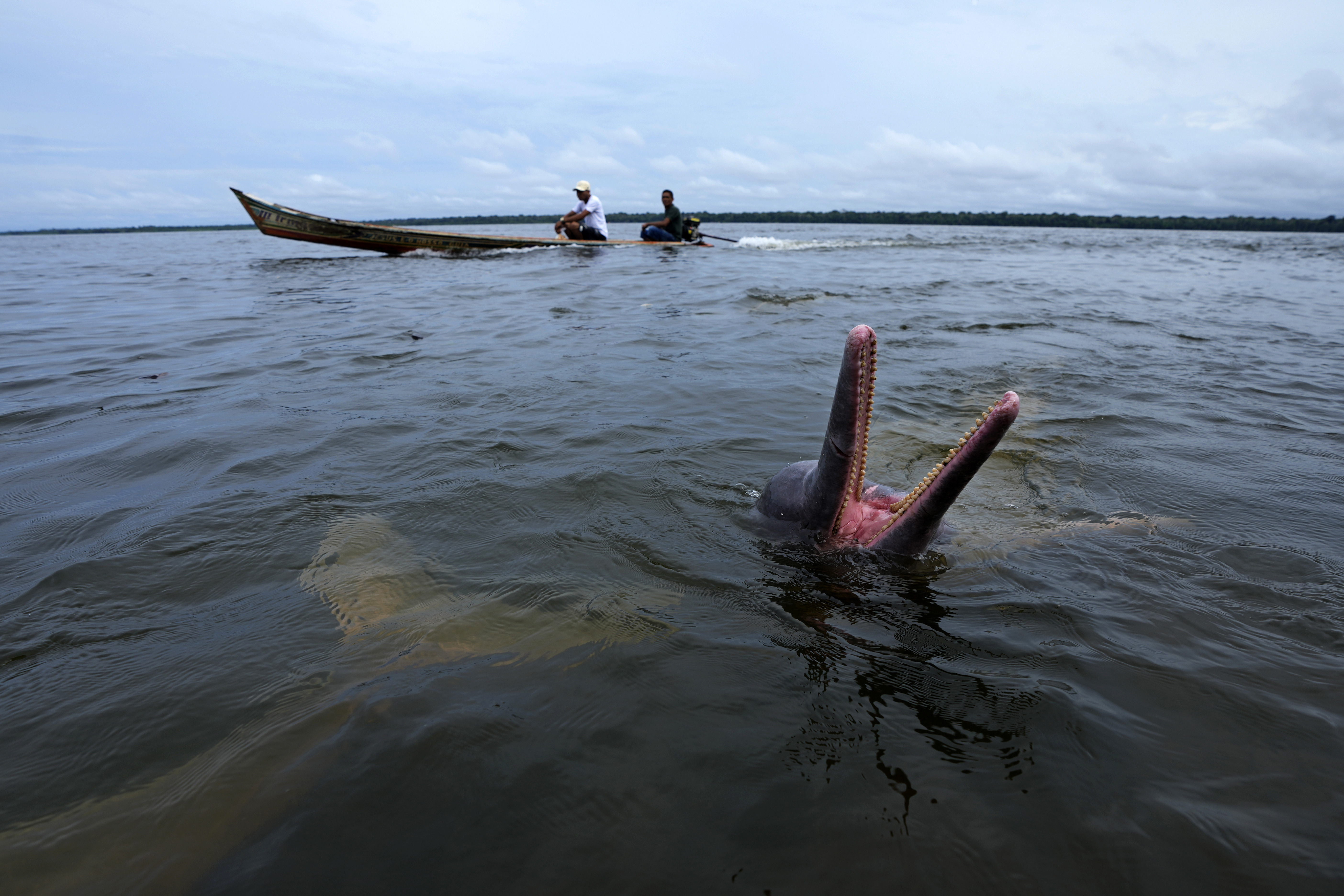 An Amazon river dolphin, known as a boto, plays in a nature preserve and tourist visitation area on the banks of the Tocantis River, in the municipality of Mocajuba, Para state, Brazil.