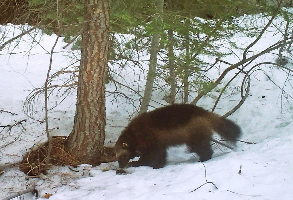A wolverine roams in the forest