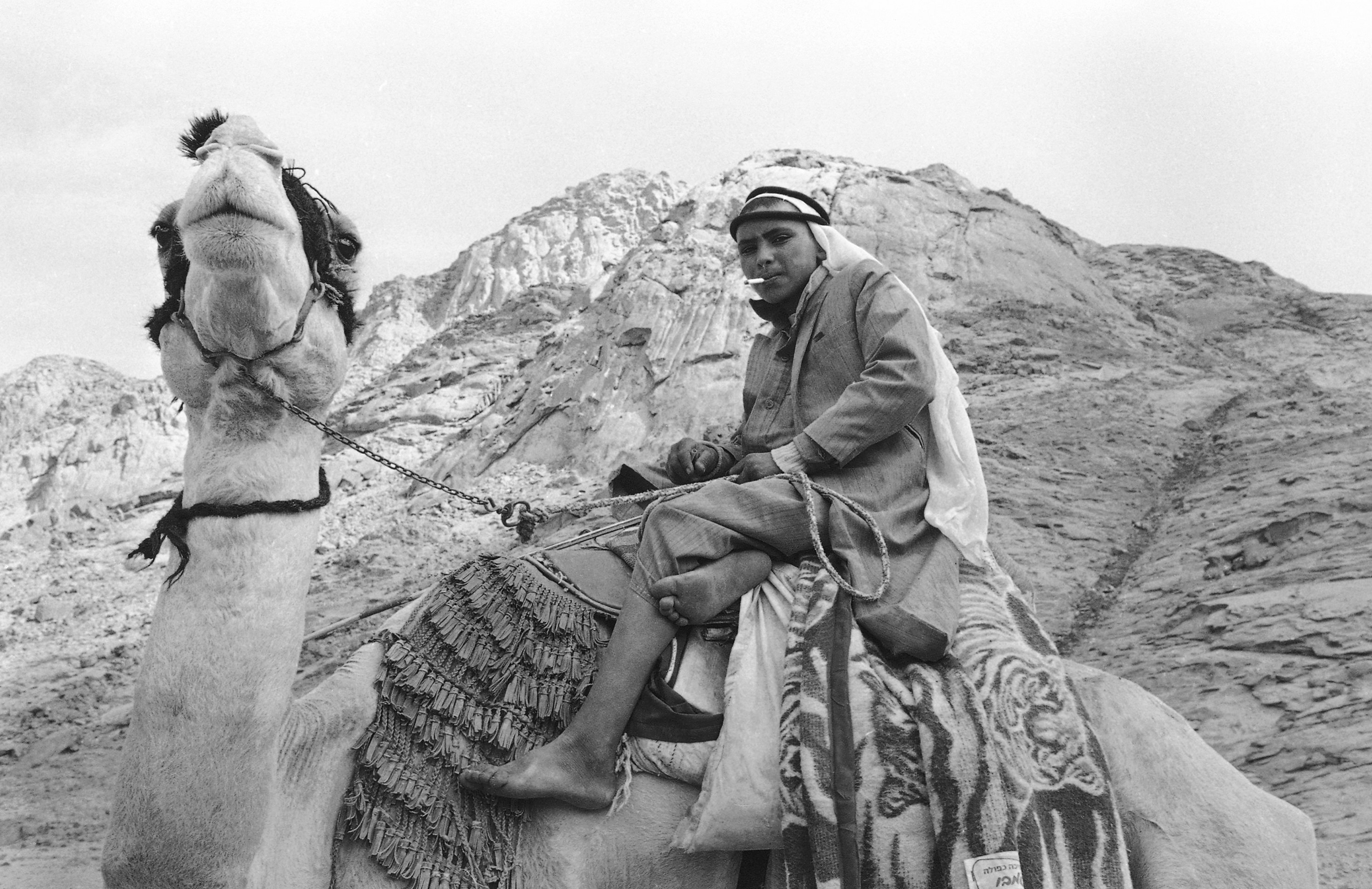 Bedouin camel rider has covered his camel's back with a blanket