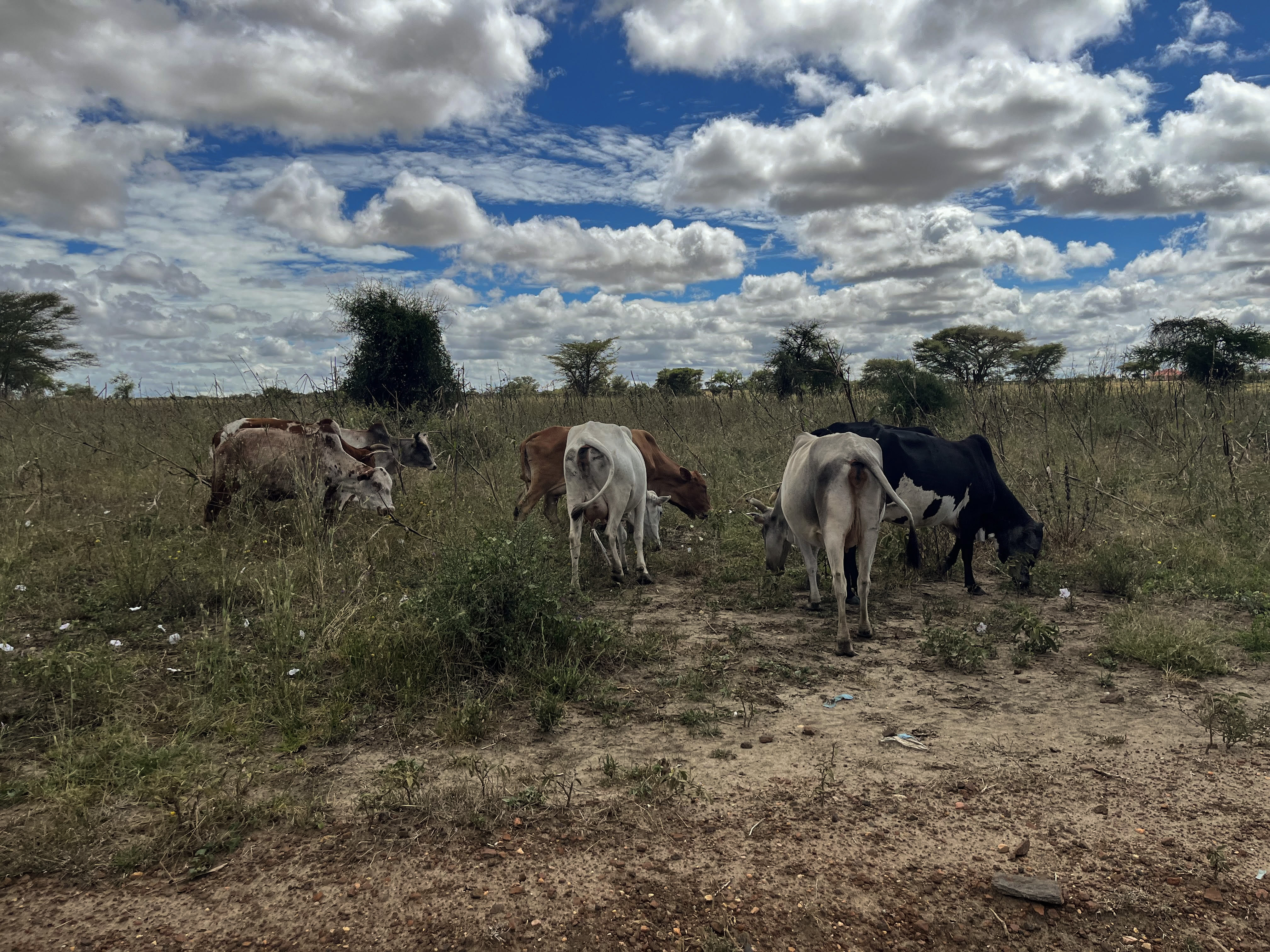 Cattle grazing in Kotido town, Karamoja, Uganda