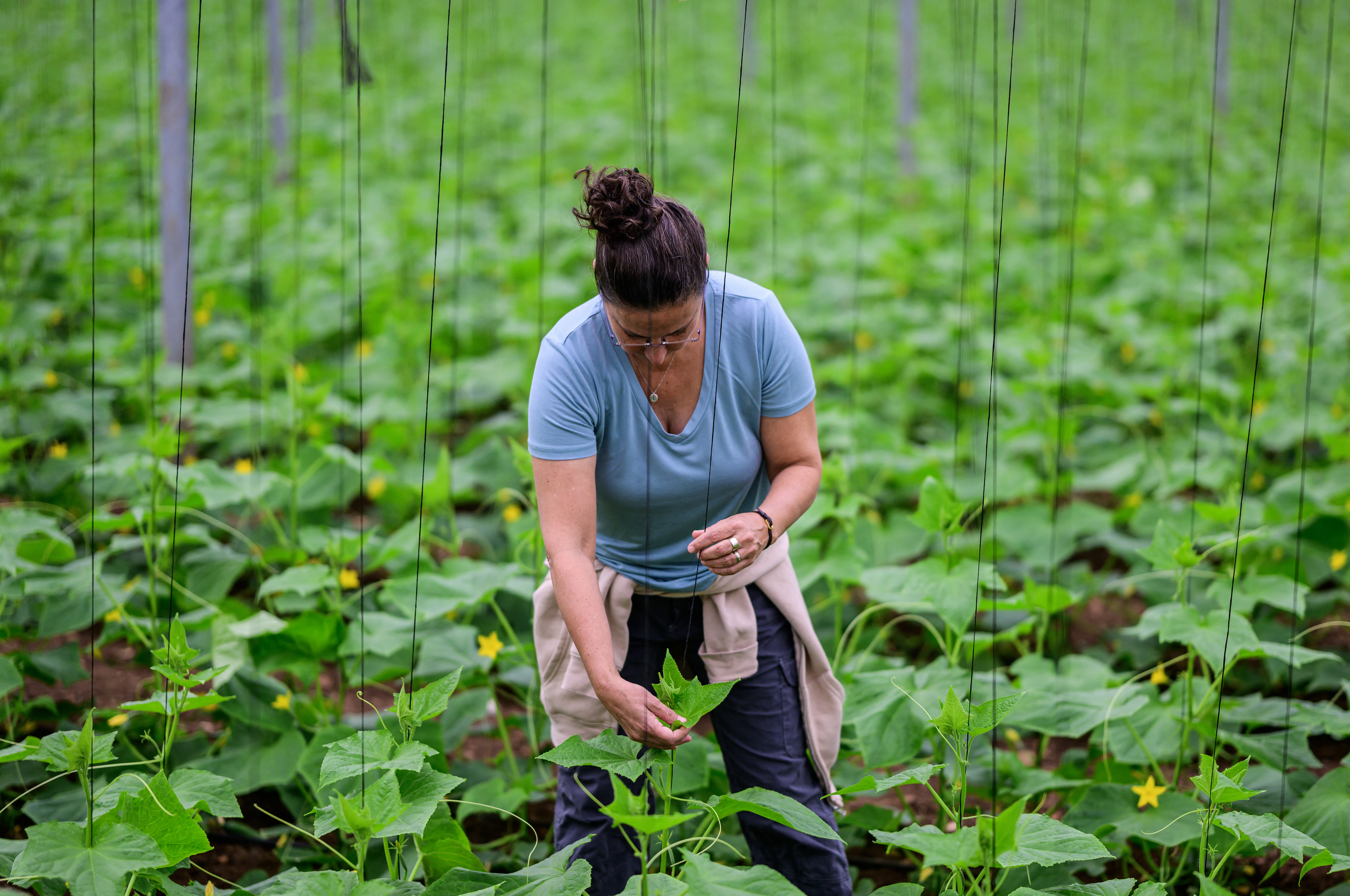 A volunteer ties up cucumber plants in a greenhouse in Baqa al-Gharbiya.