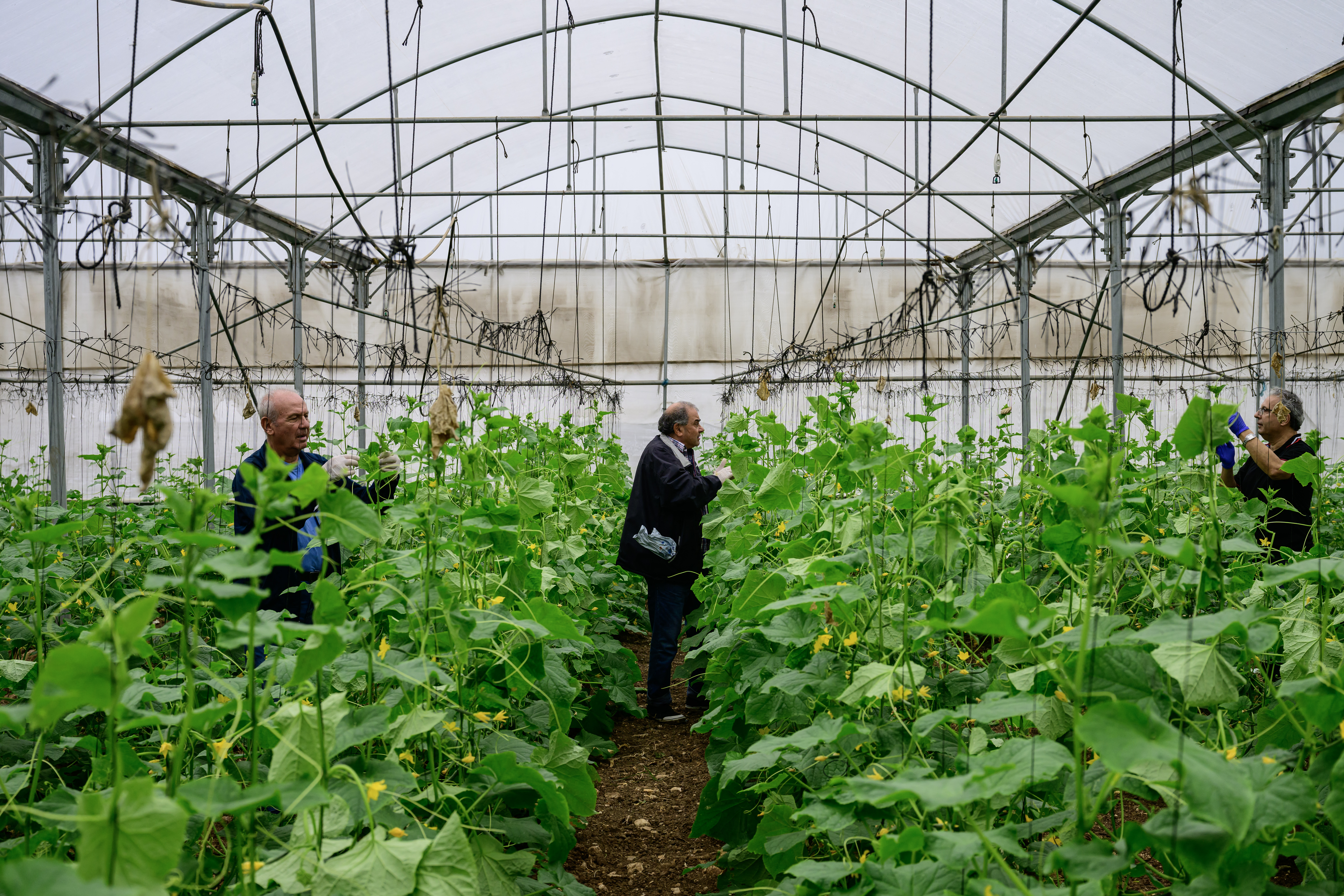 Volunteers tie up cucumber plants in a greenhouse in Baqa al-Gharbiya.