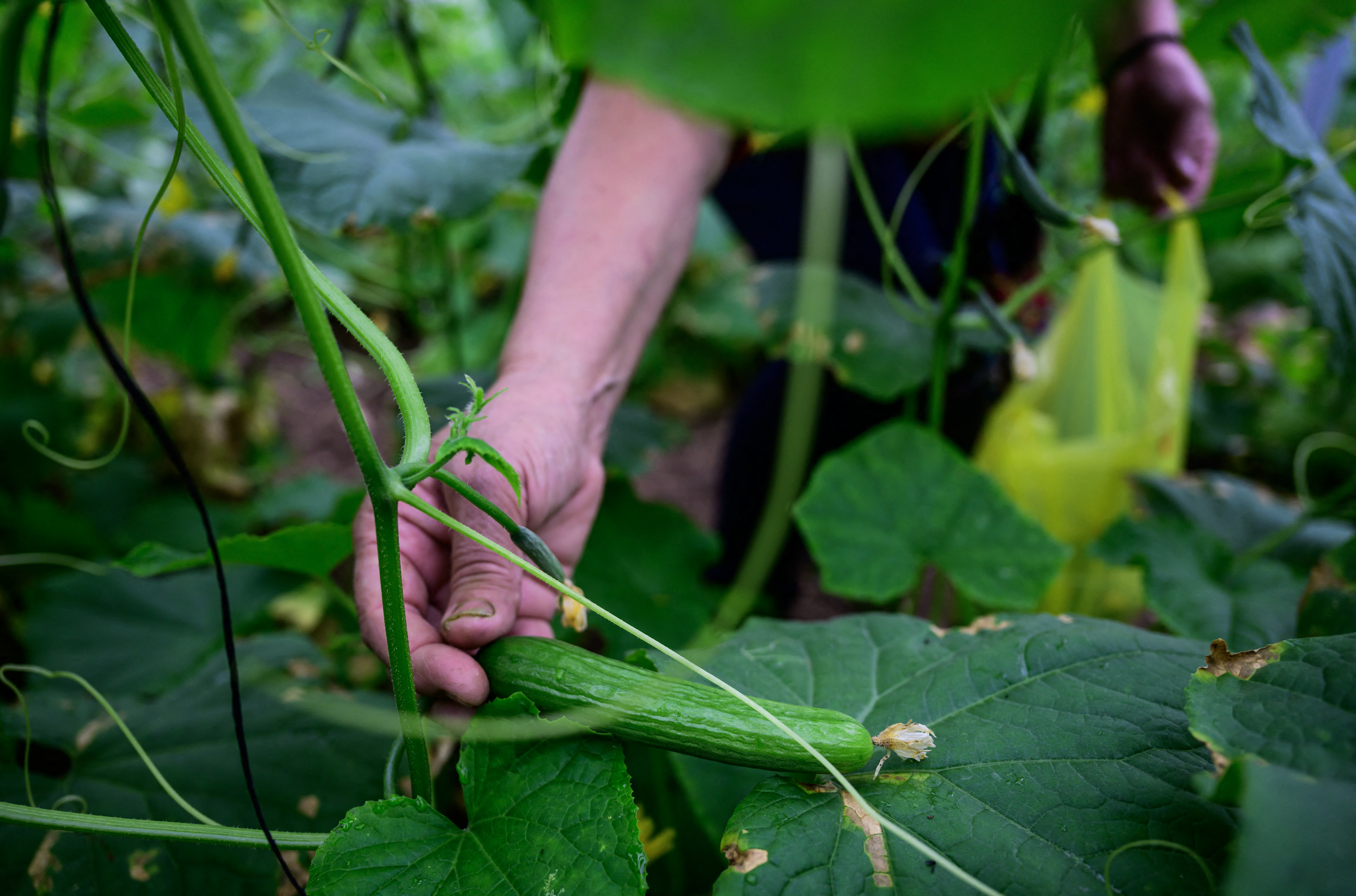 A volunteer harvests cucumbers in a greenhouse in Baqa al-Gharbiya.