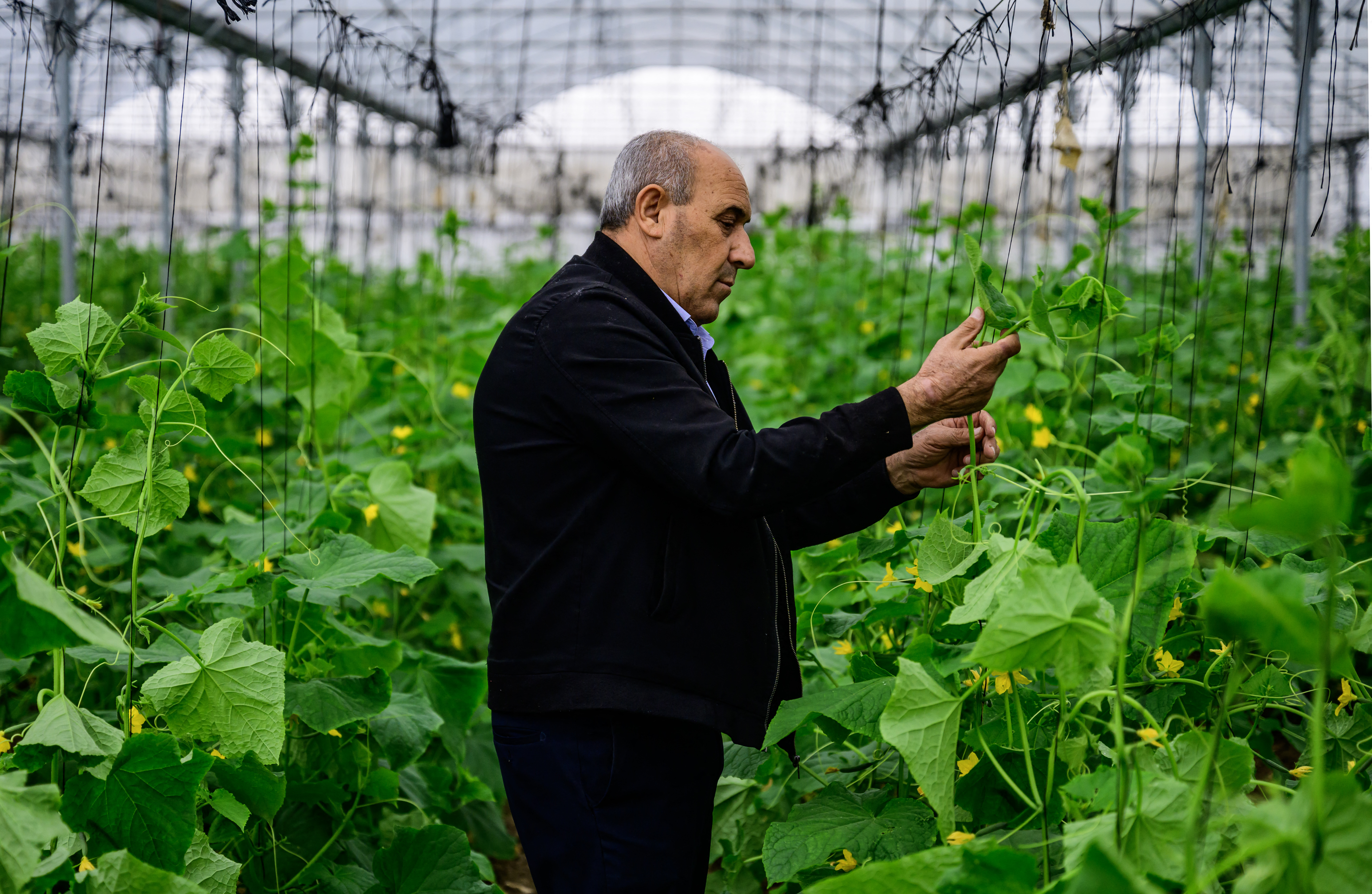 Ibrahim Mawasi, responsible for coordinating volunteer work on farms deprived of Palestinian workers, ties up cucumber plants in a greenhouse in Baqa al-Gharbiya.