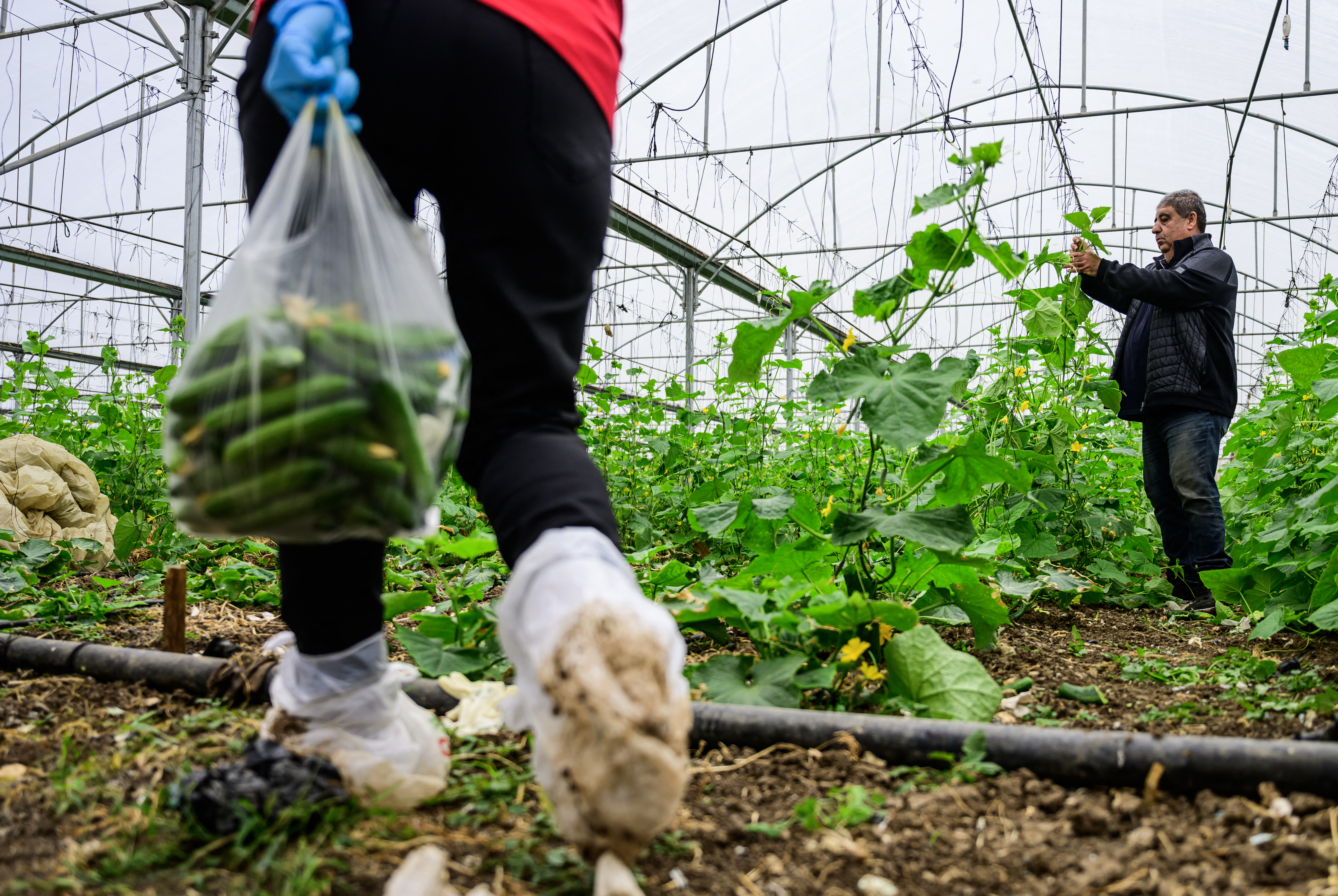 Volunteers harvest cucumbers in a greenhouse in Baqa al-Gharbiya on December 9, 2023.