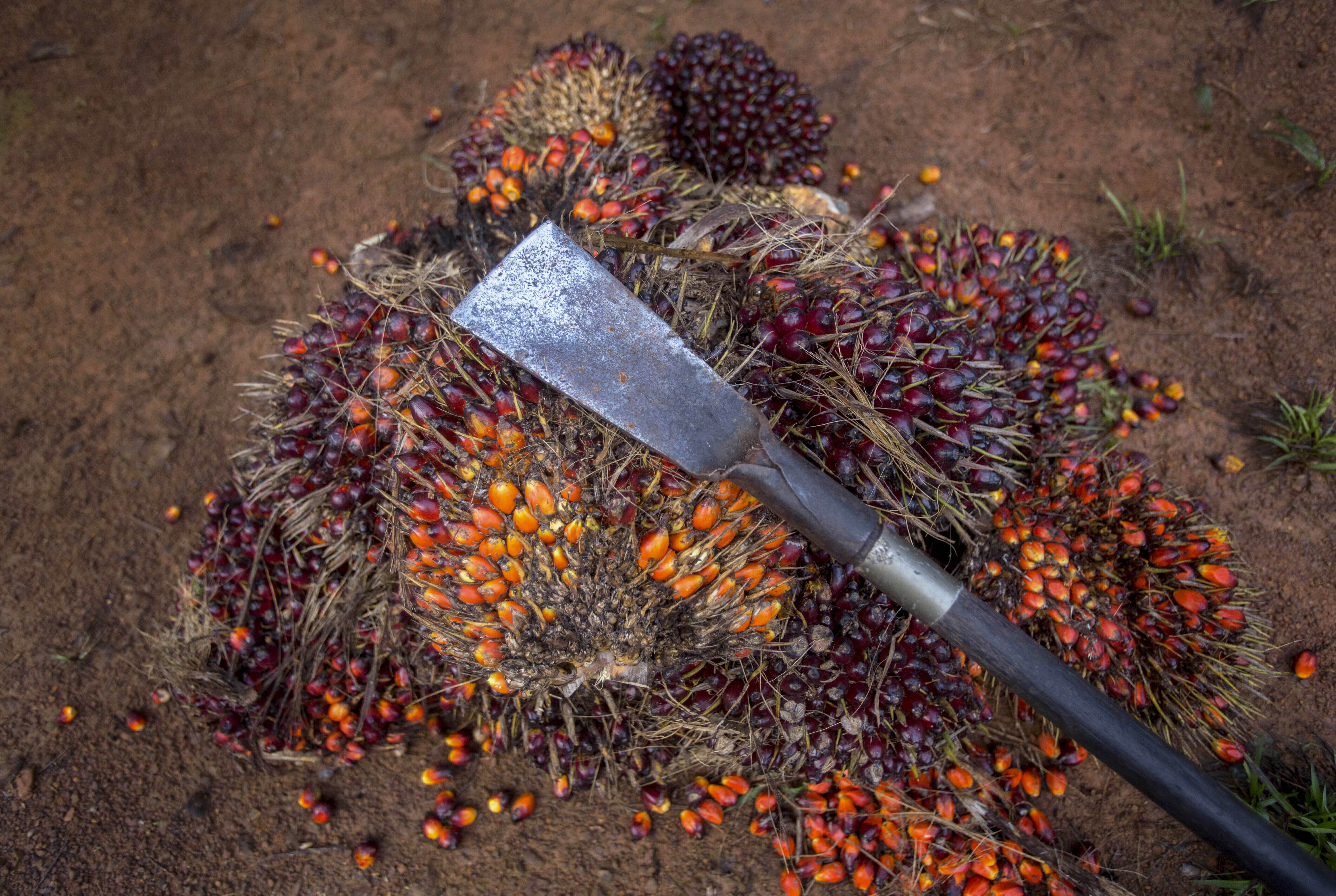 Palm oil production has been considered a key contributor to the effects of climate change