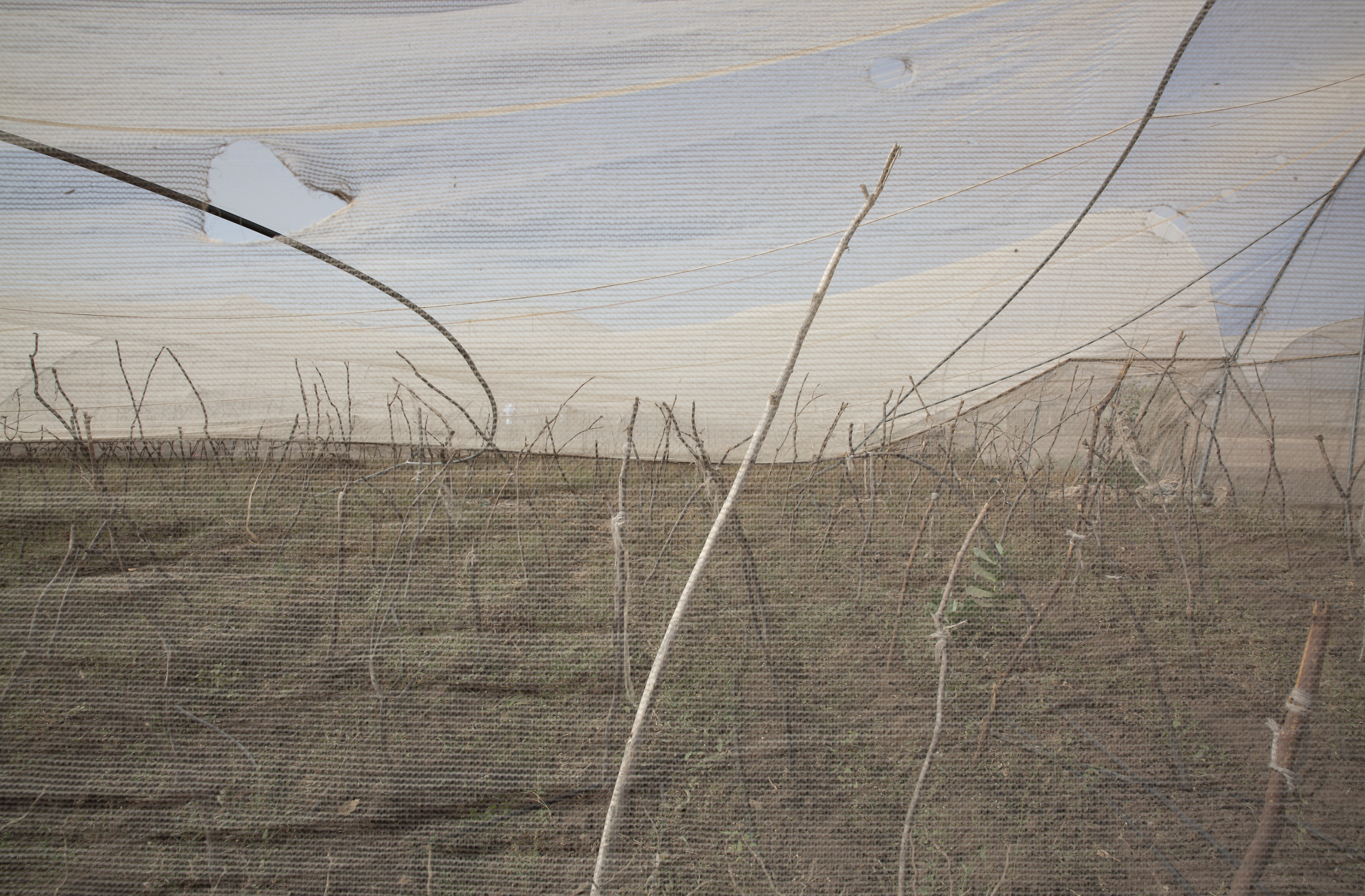 Sunburned and dead crops in north-western Kenya. Refugee families in Kakuma have ended up in deep financial debt as harvests failed again and again due to the drought.