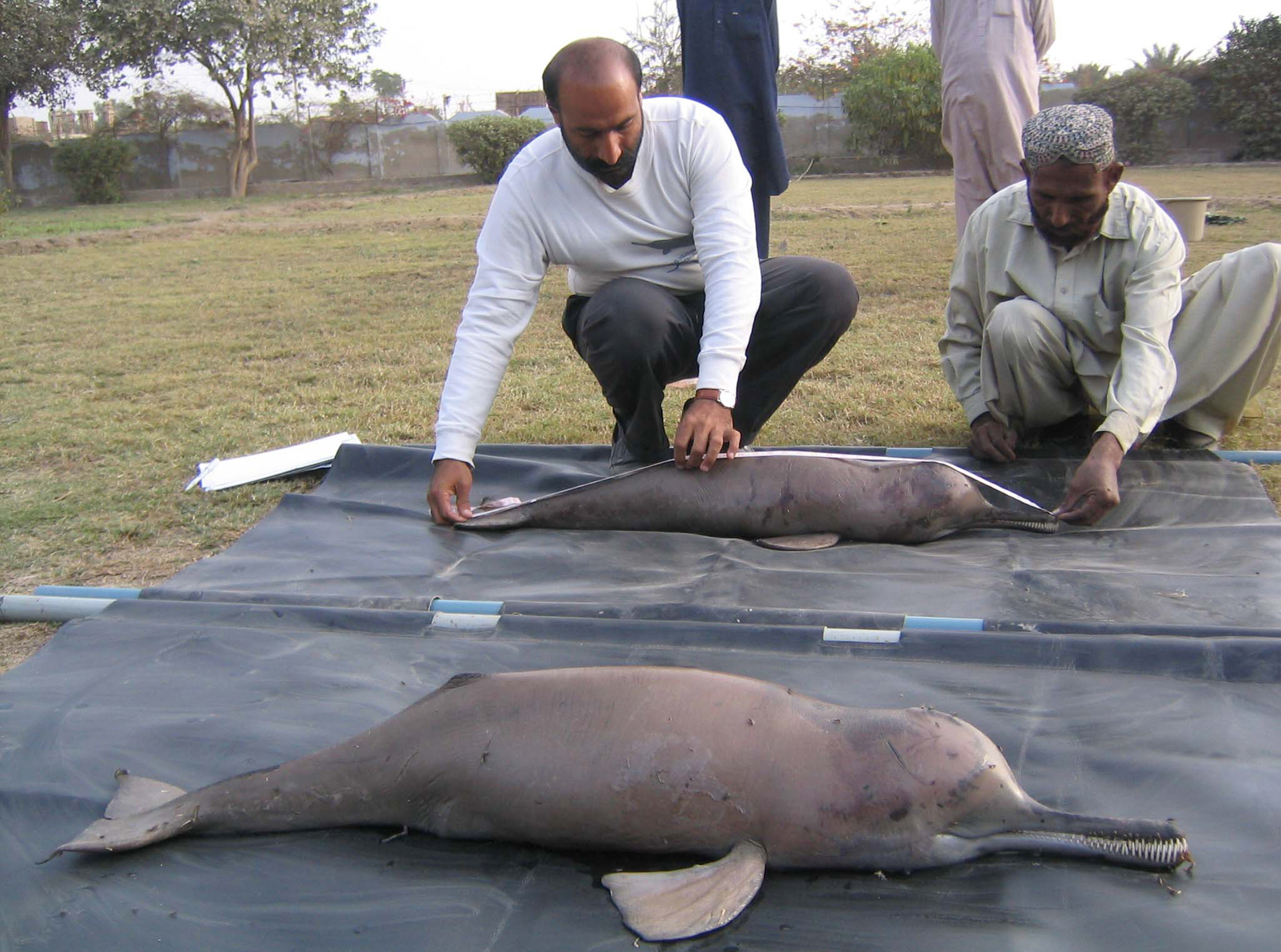Indus river dolphin