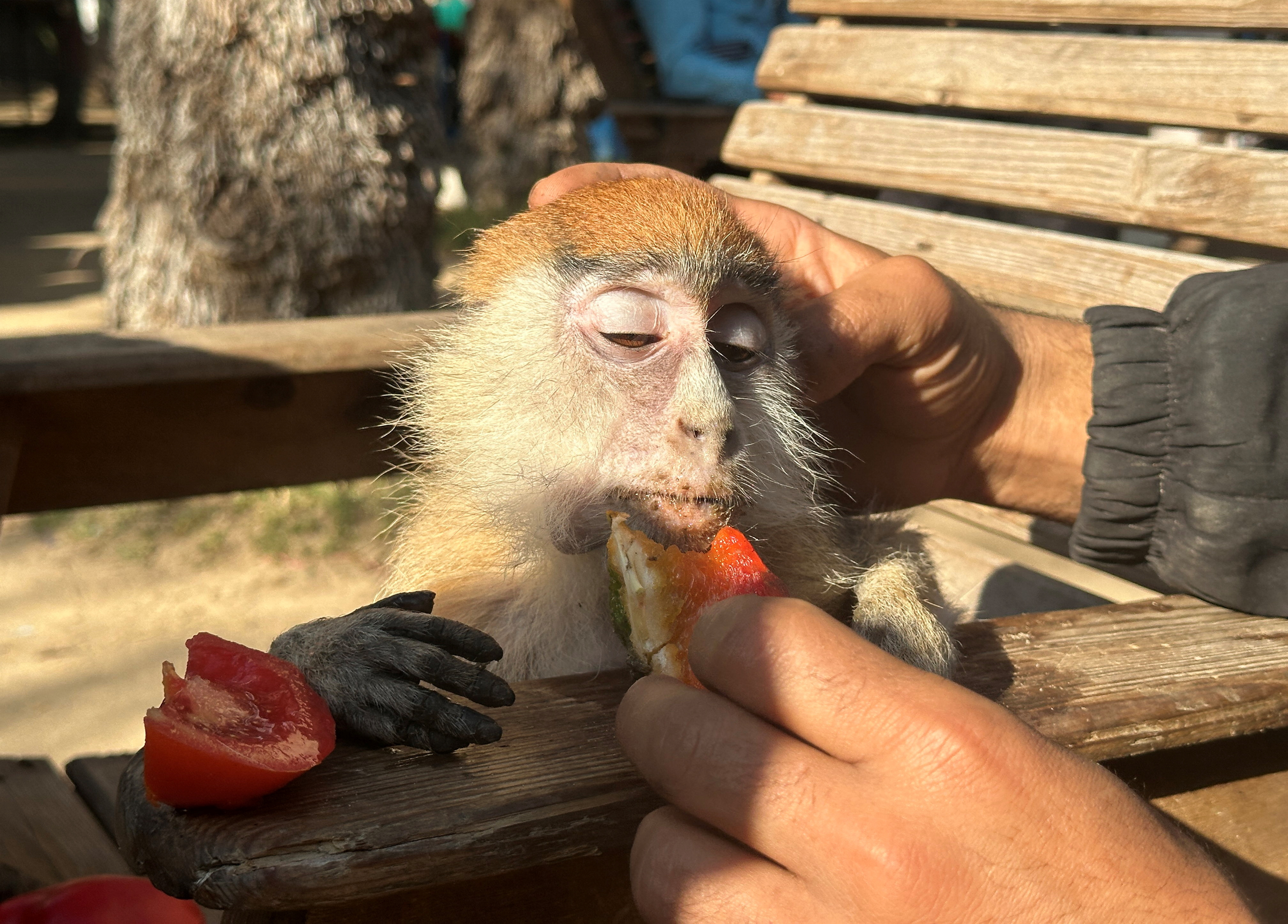 A Palestinian man feeds a monkey at a zoo, amid the ongoing conflict between Israel and Hamas, in Rafah in the southern Gaza Strip.